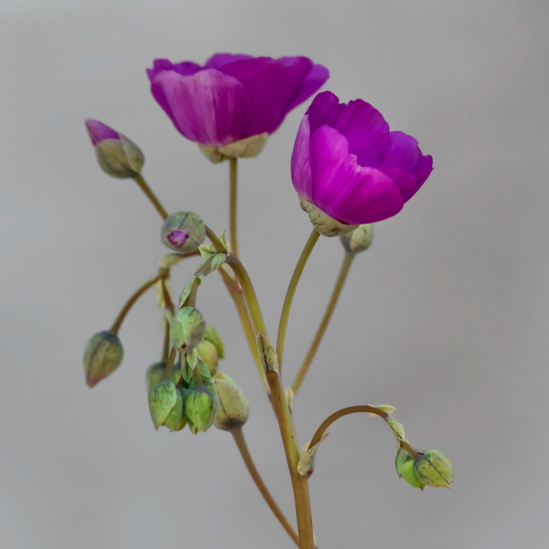 ROCK PURSLANE