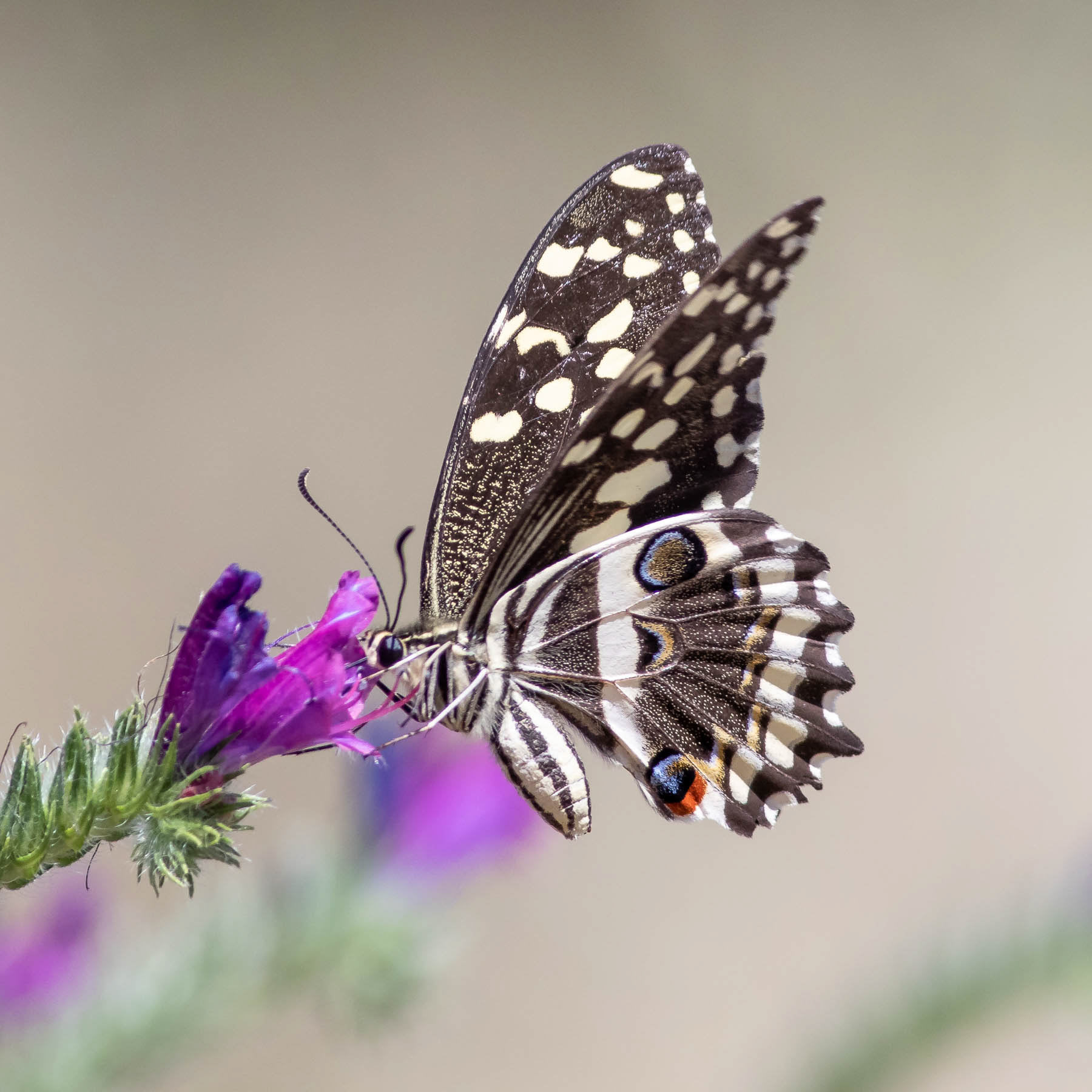 Citrus Swallowtail #1