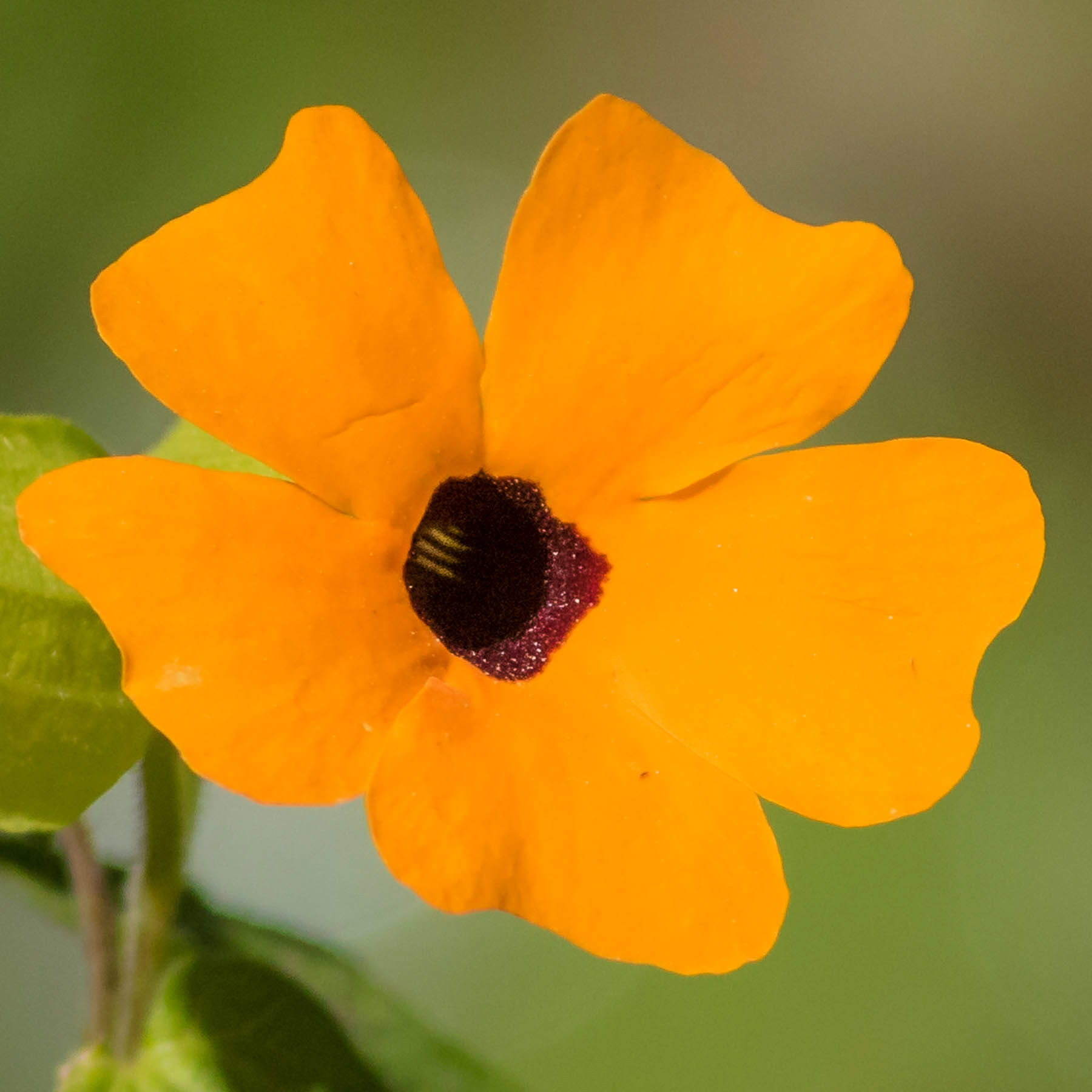 Black - eyed Susan