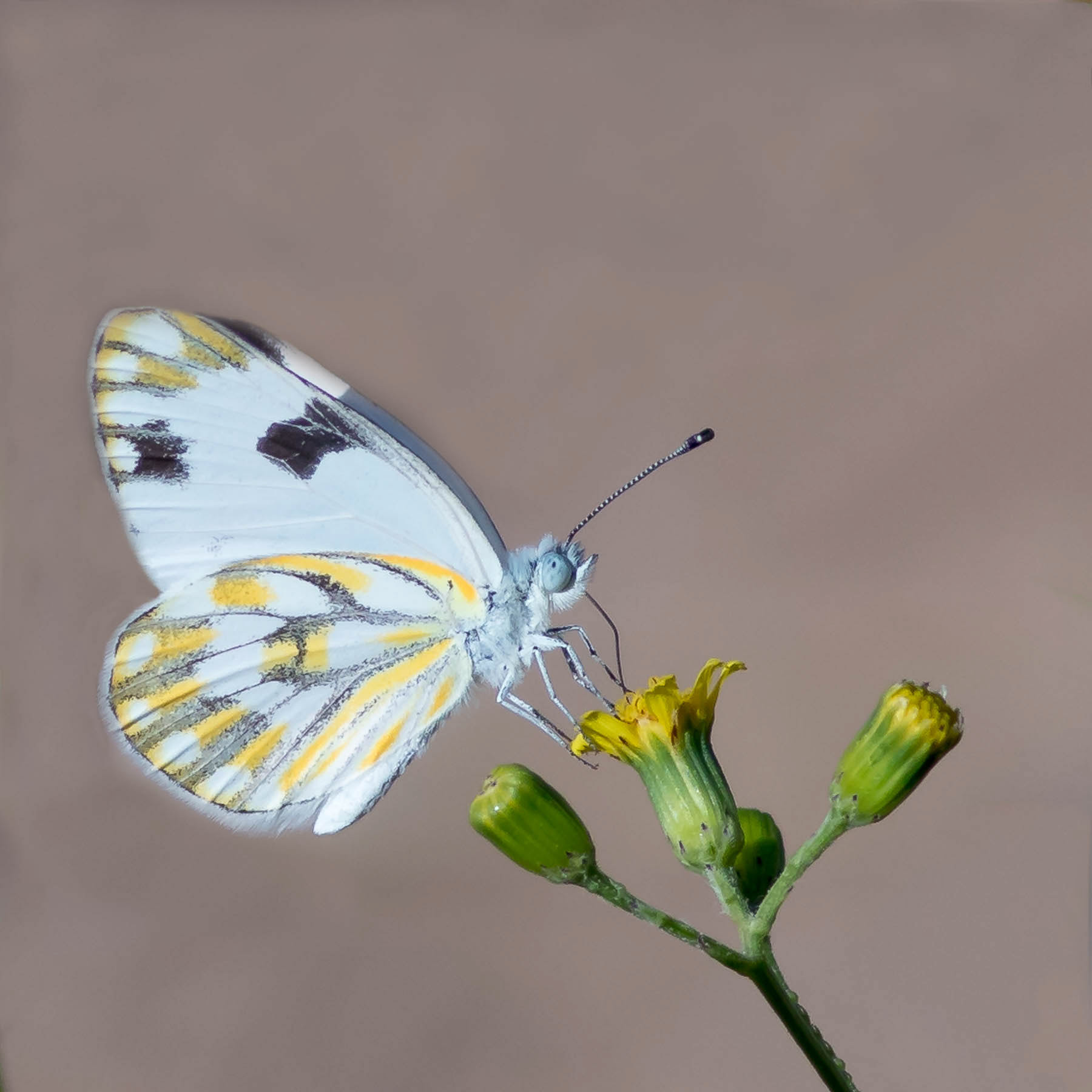 Meadow White #11