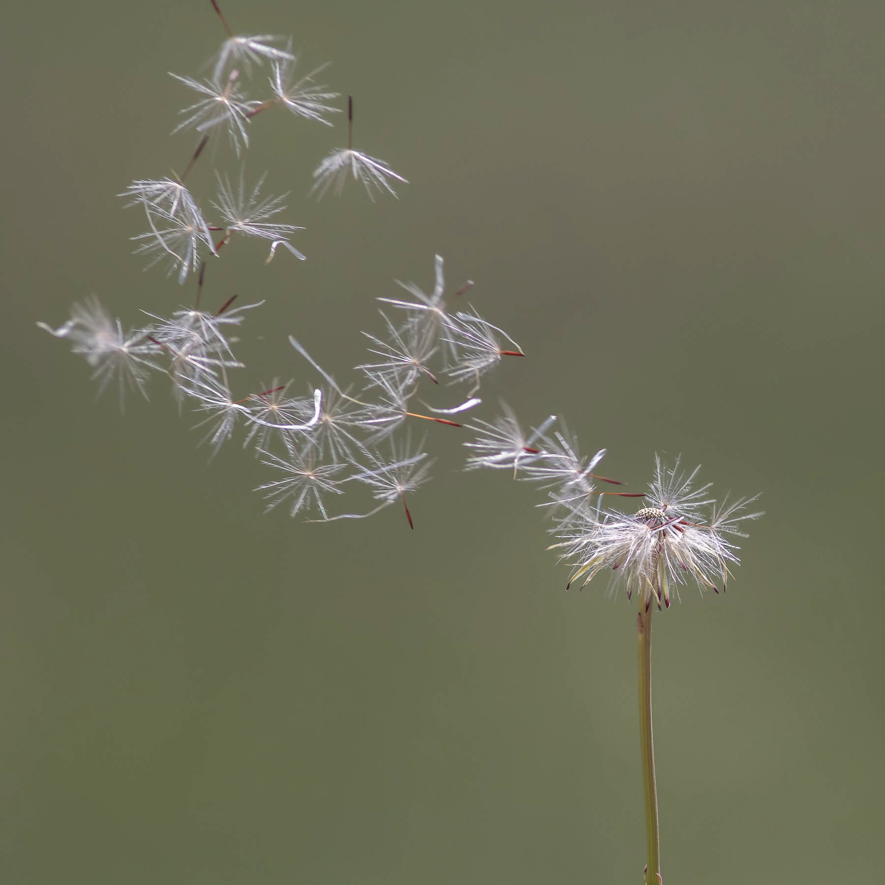 Dandylion#6