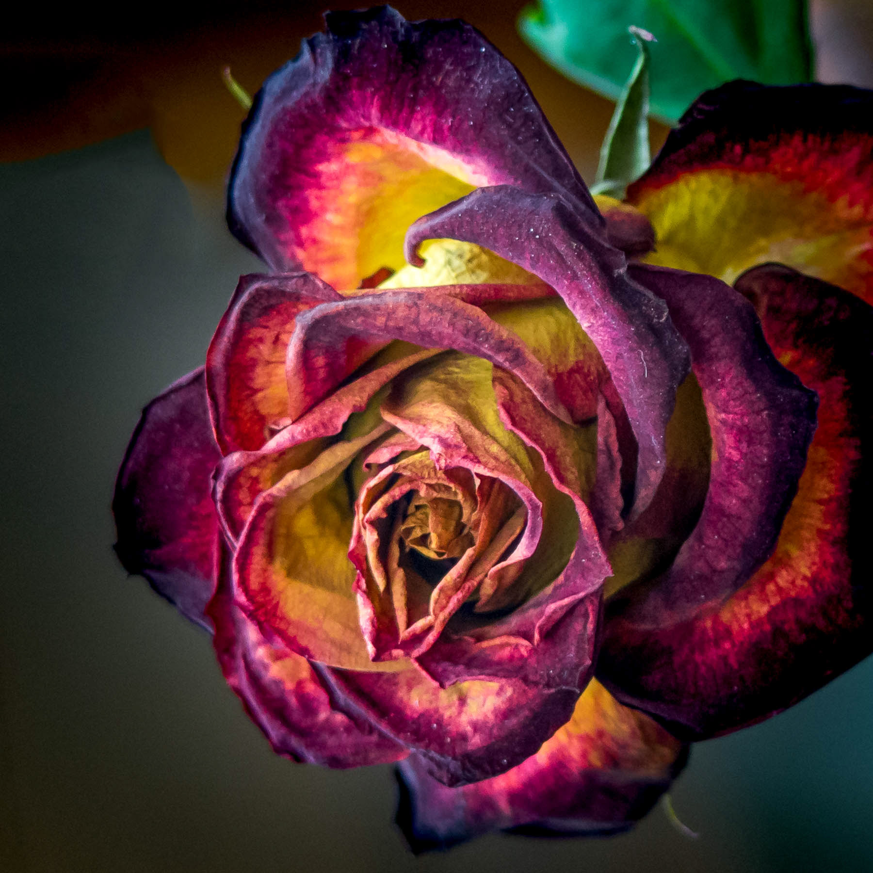 Shiraz Rose #1