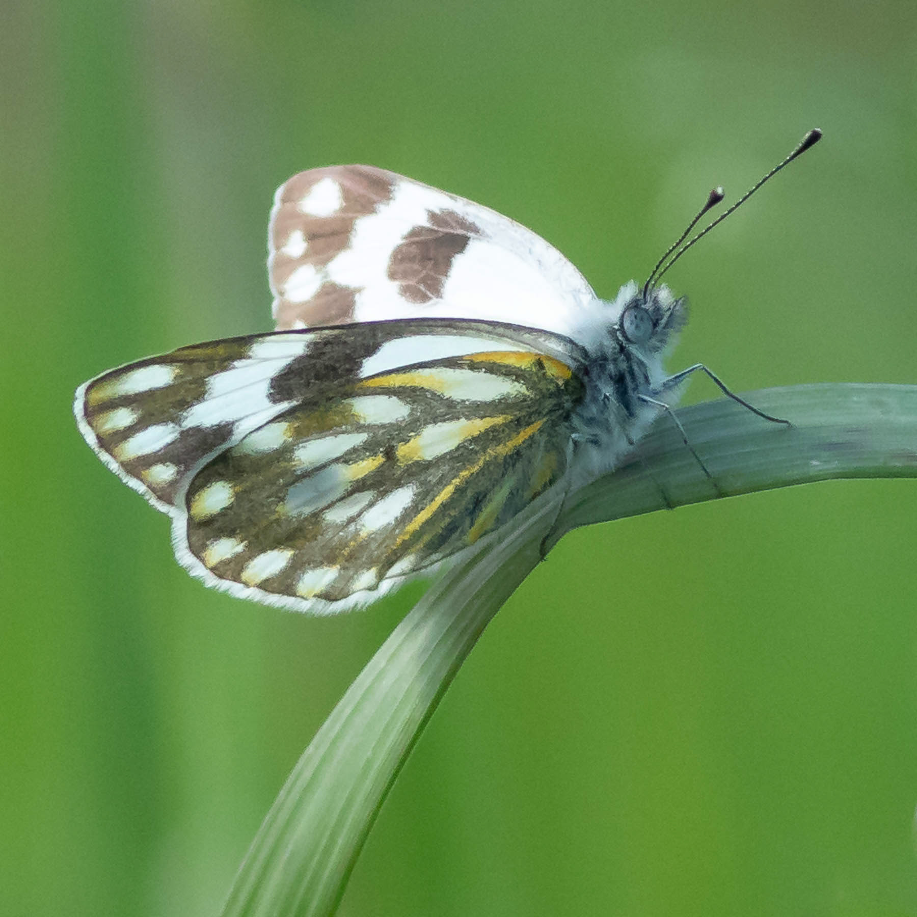 Meadow White #8
