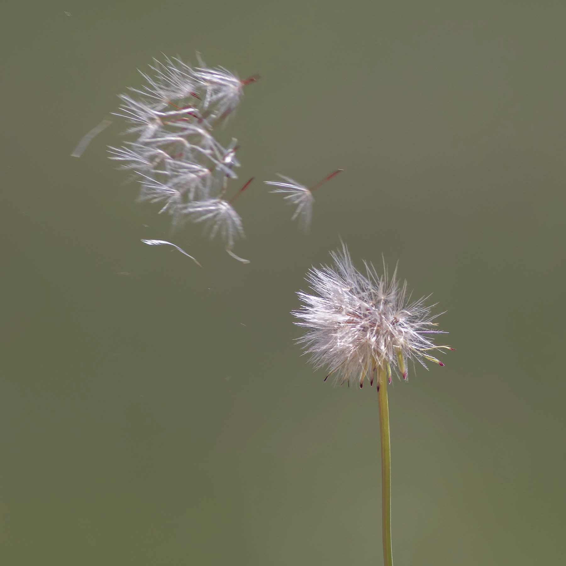 Dandylion#3