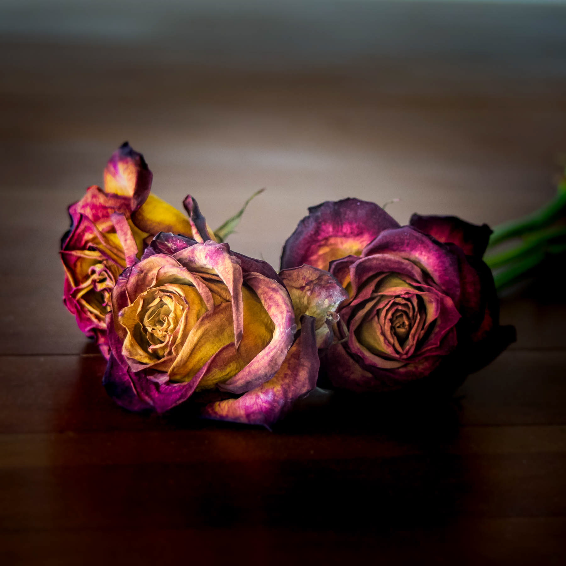 Shiraz Rose #3