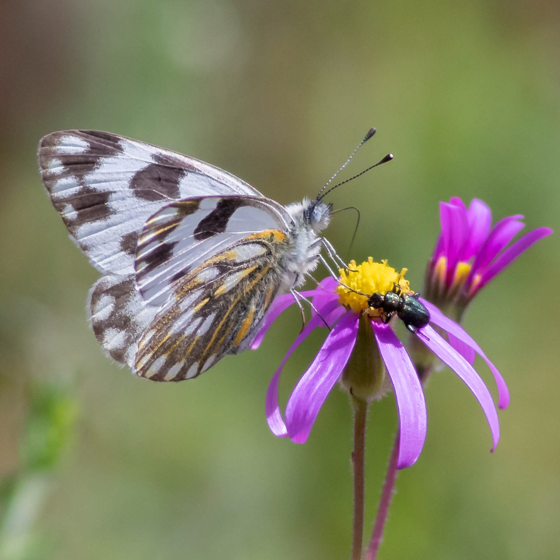 Meadow White #9
