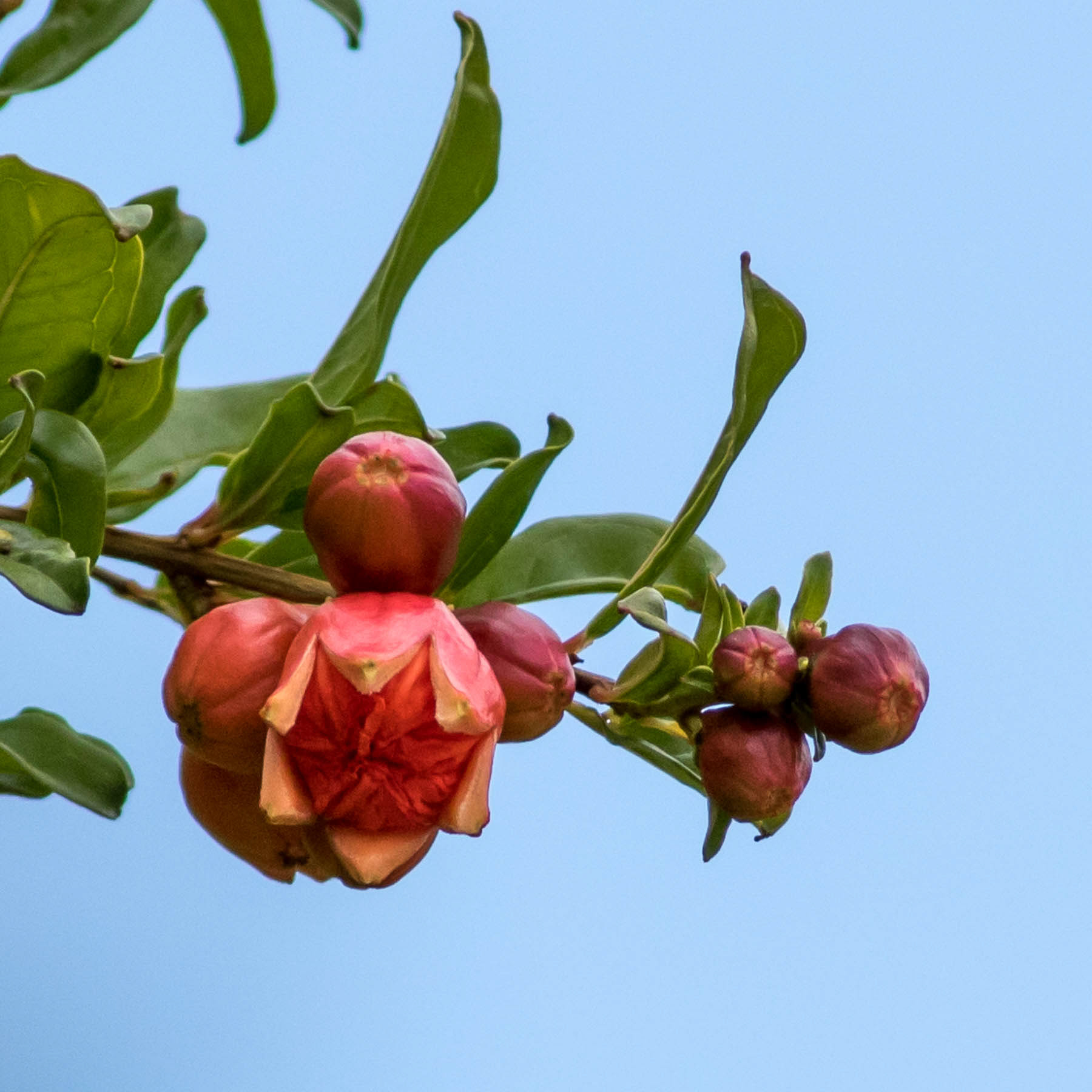 Pomegranate