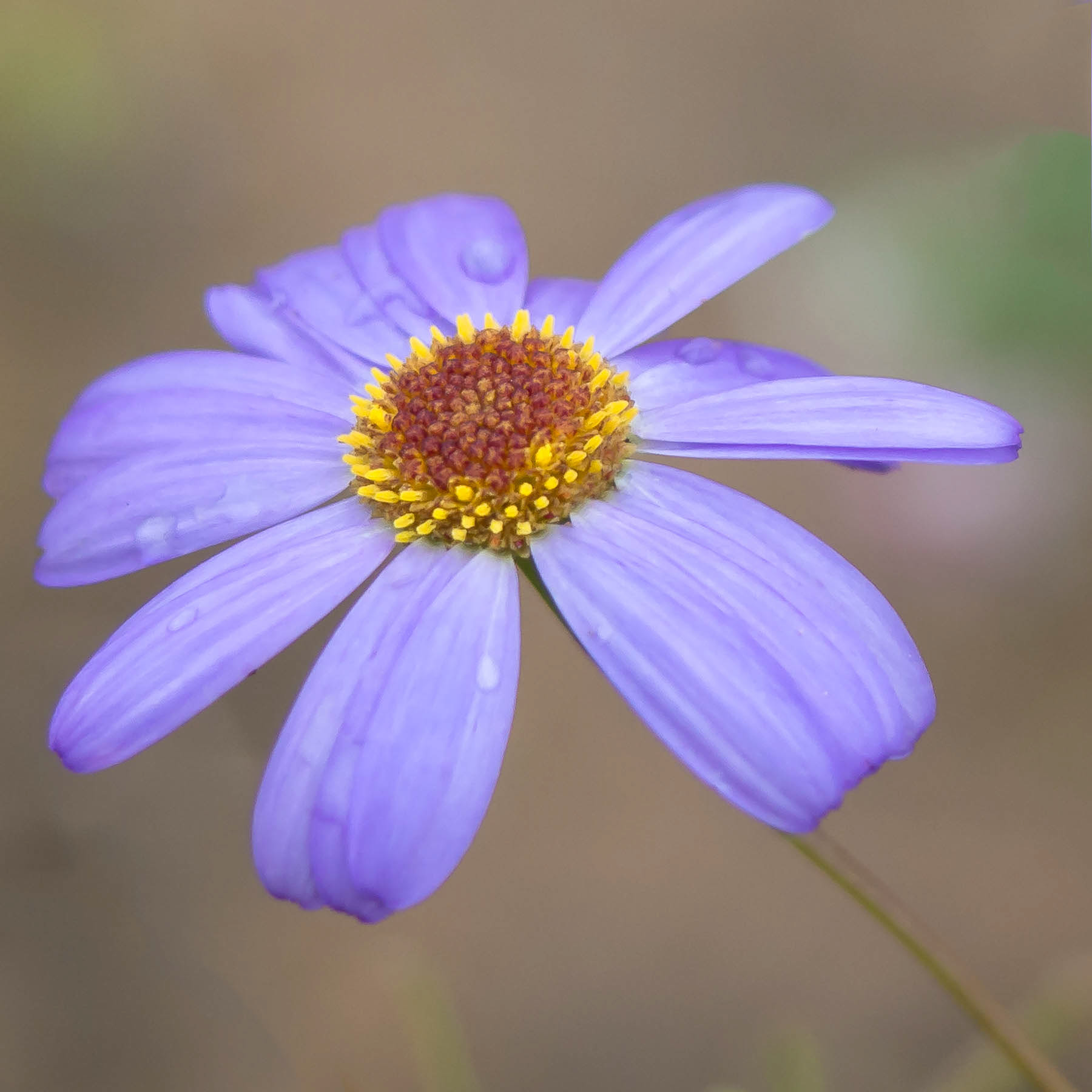 Daisy #7