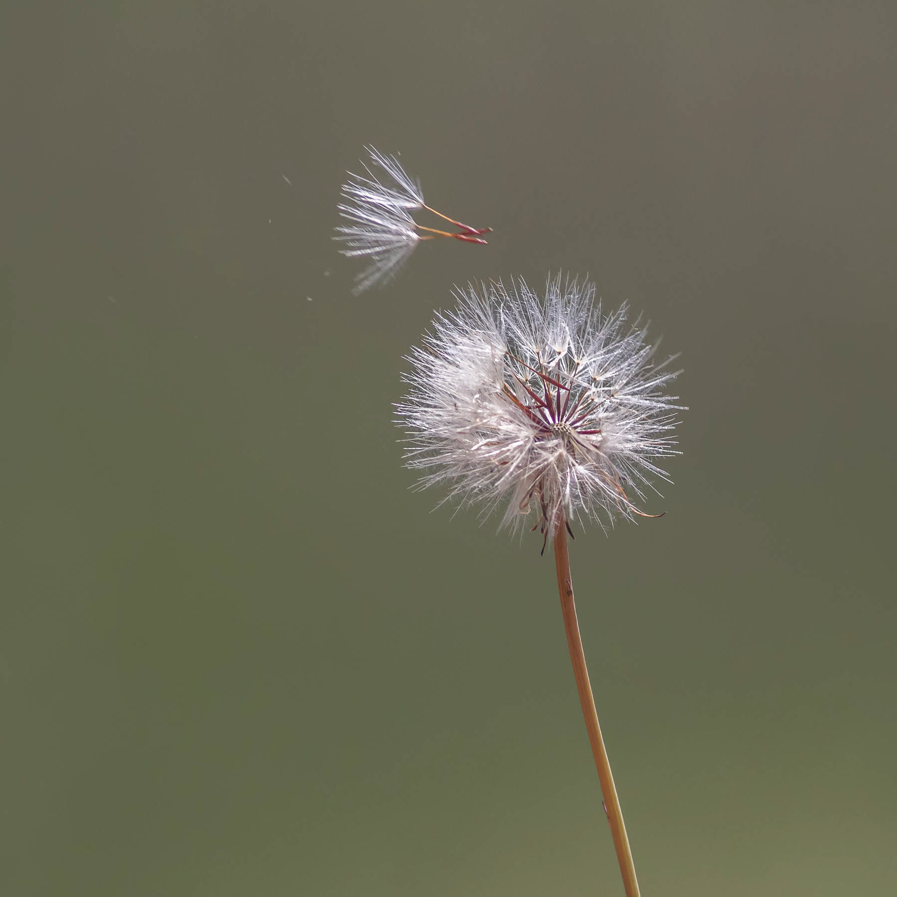 Dandylion#2