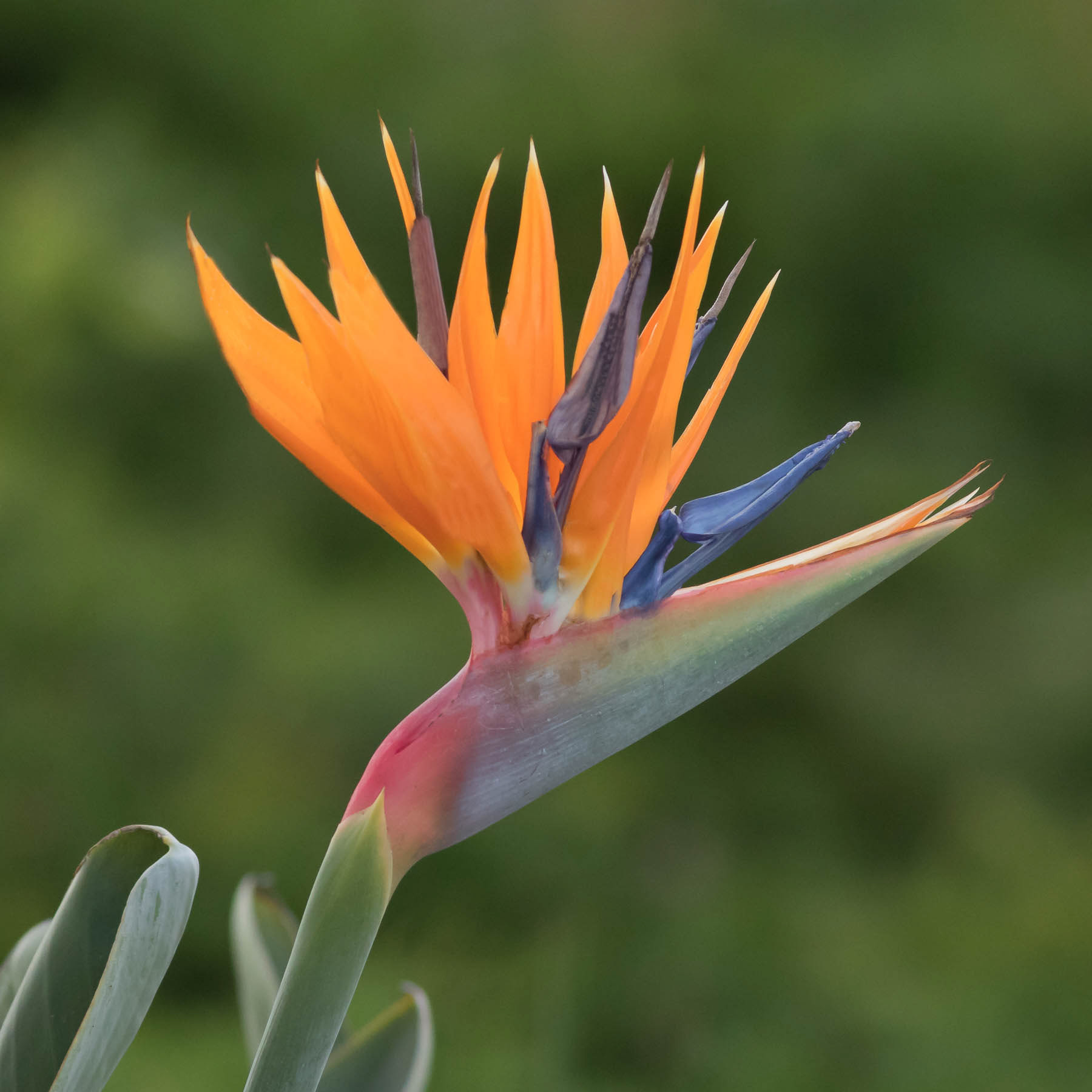 Strelitzia #1