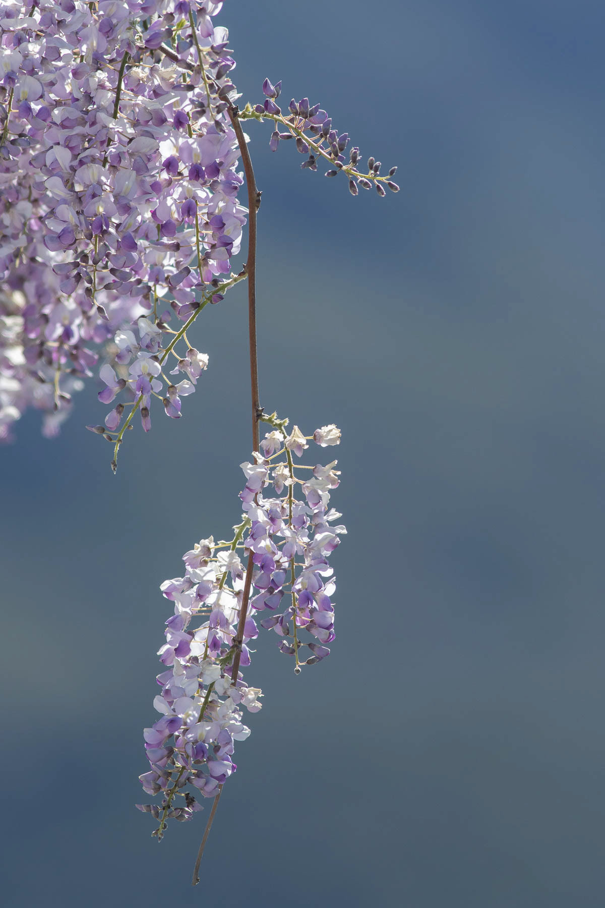 Wisteria #2