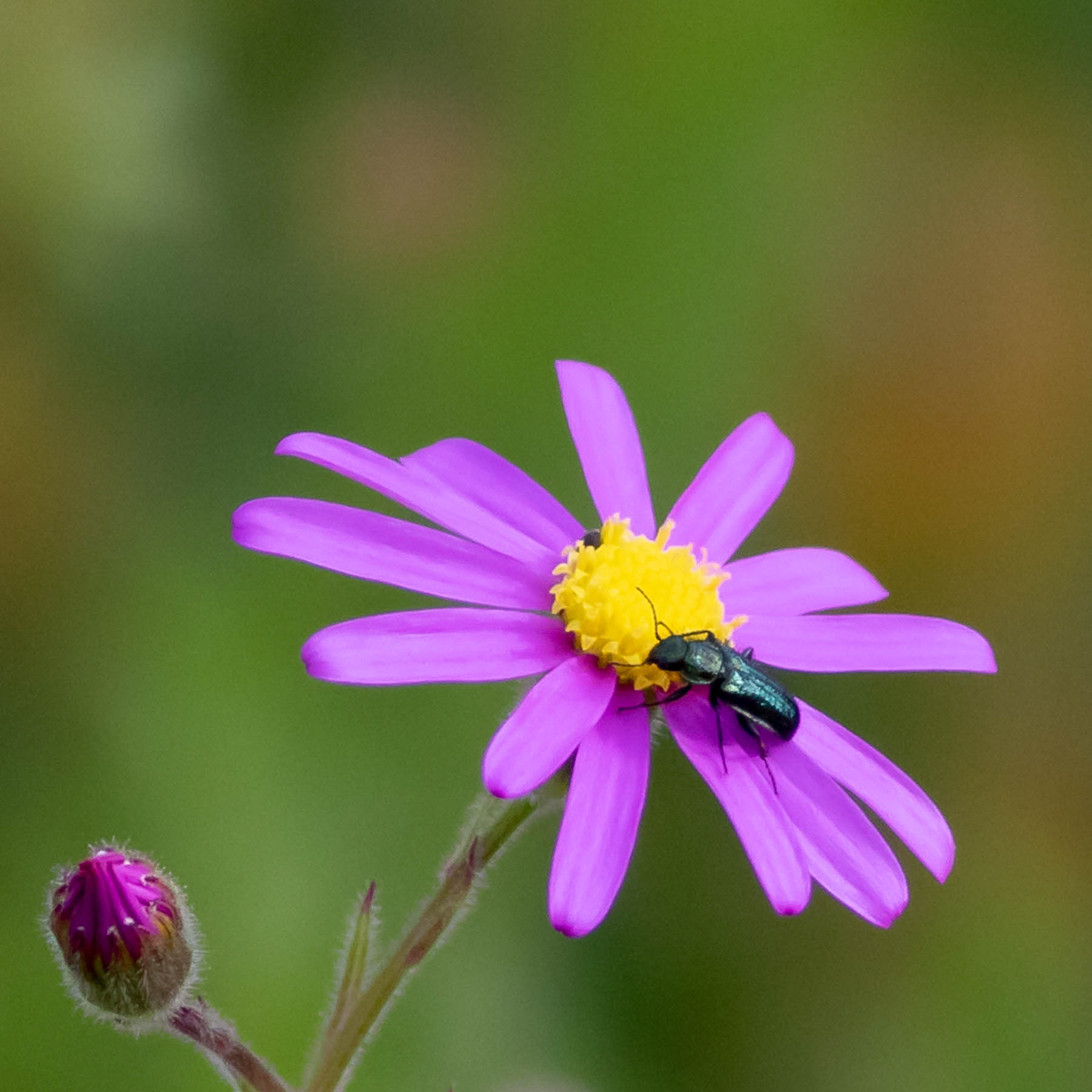 Daisy #13