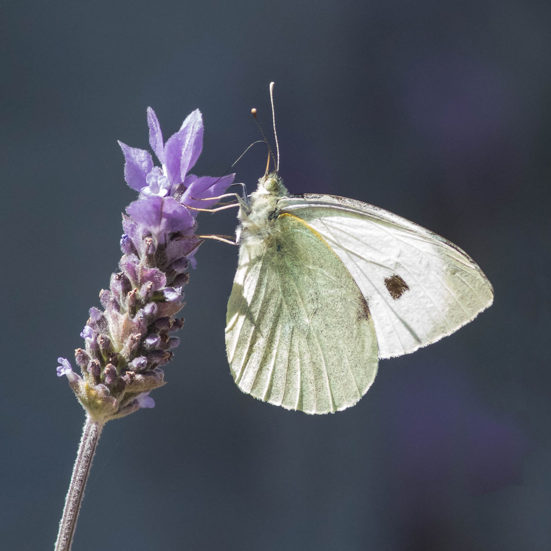 Cabbage White #3