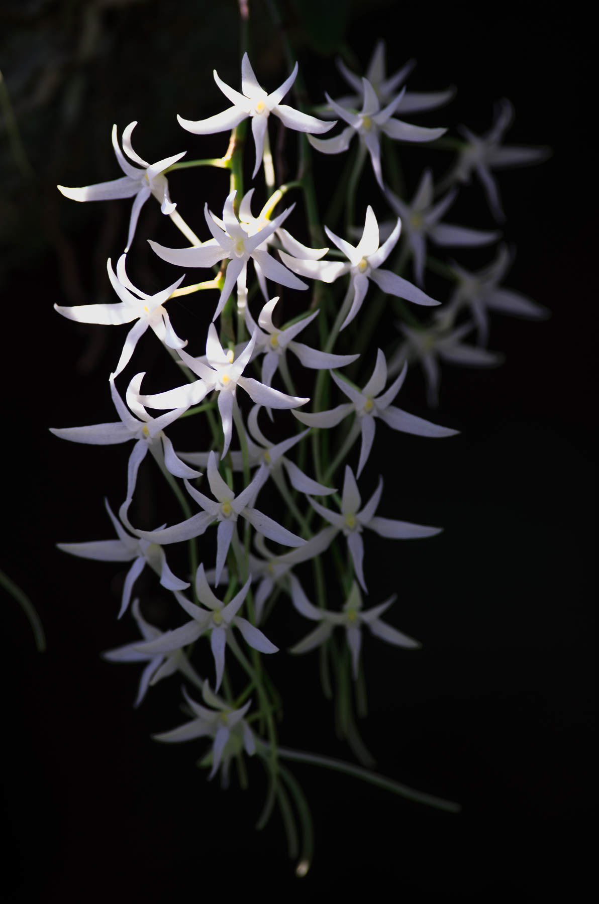 Forest Orchid #2