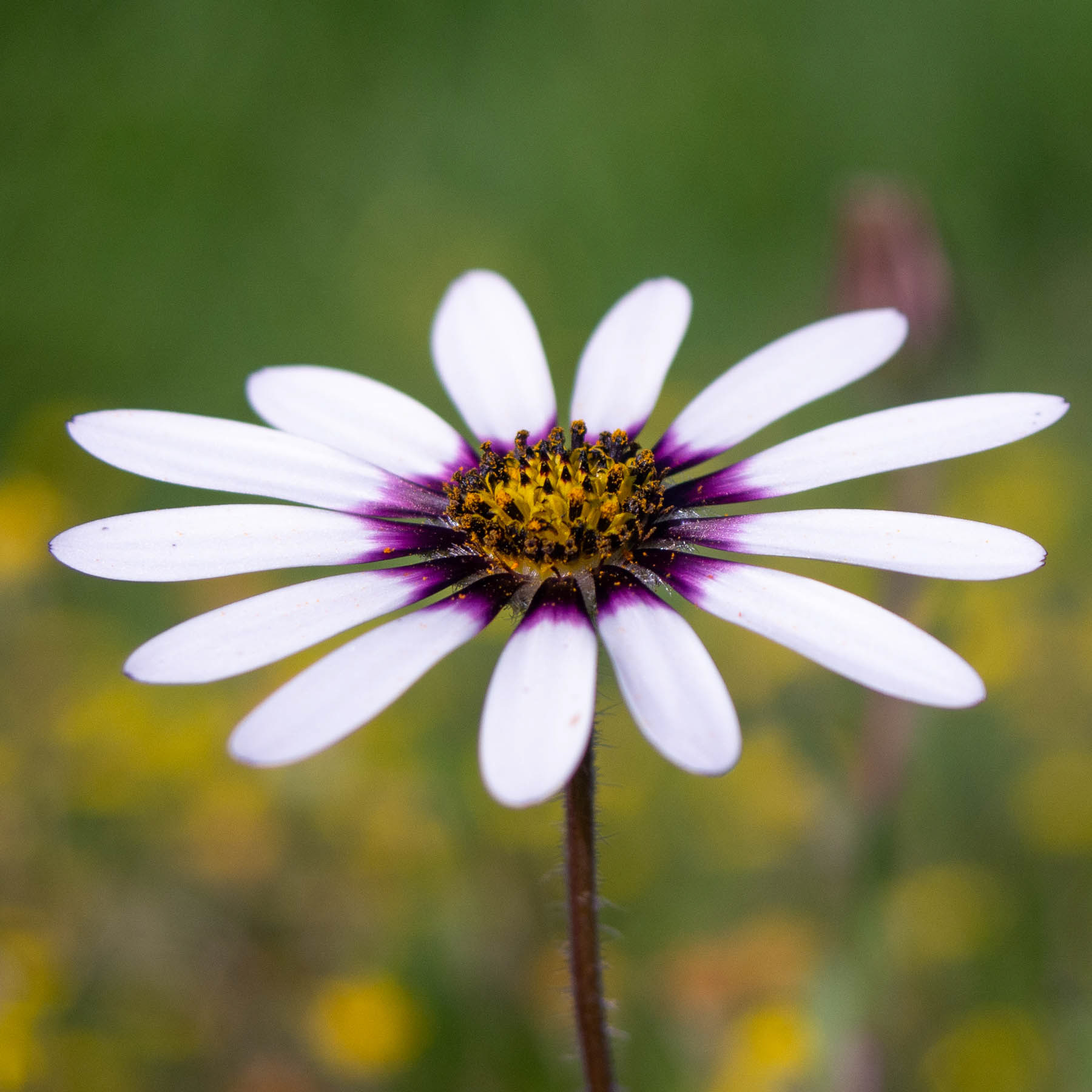 Daisy #10