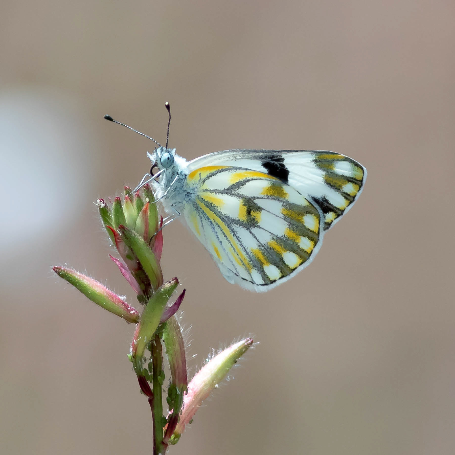 Meadow White #17