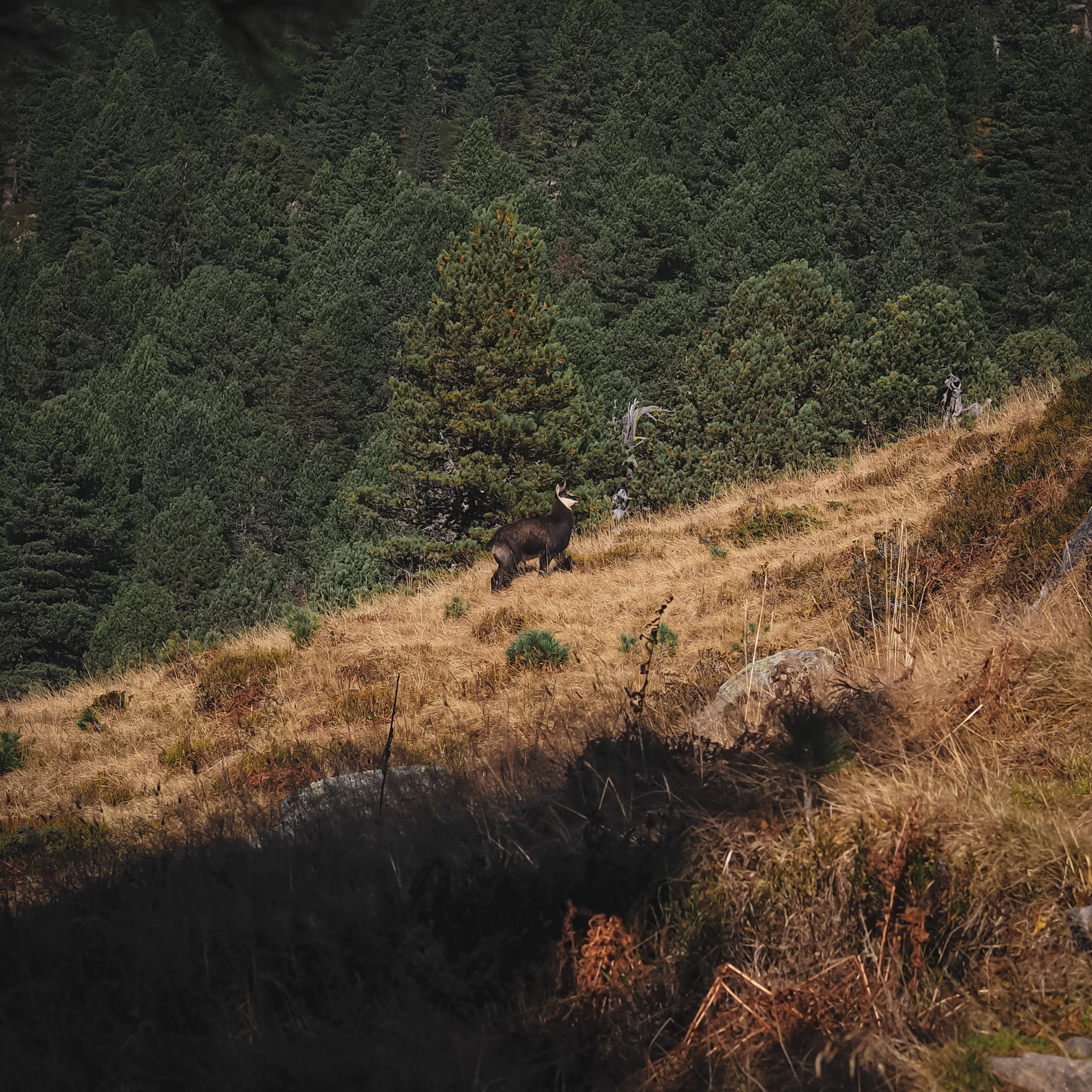 Krimml, Austria (2025)