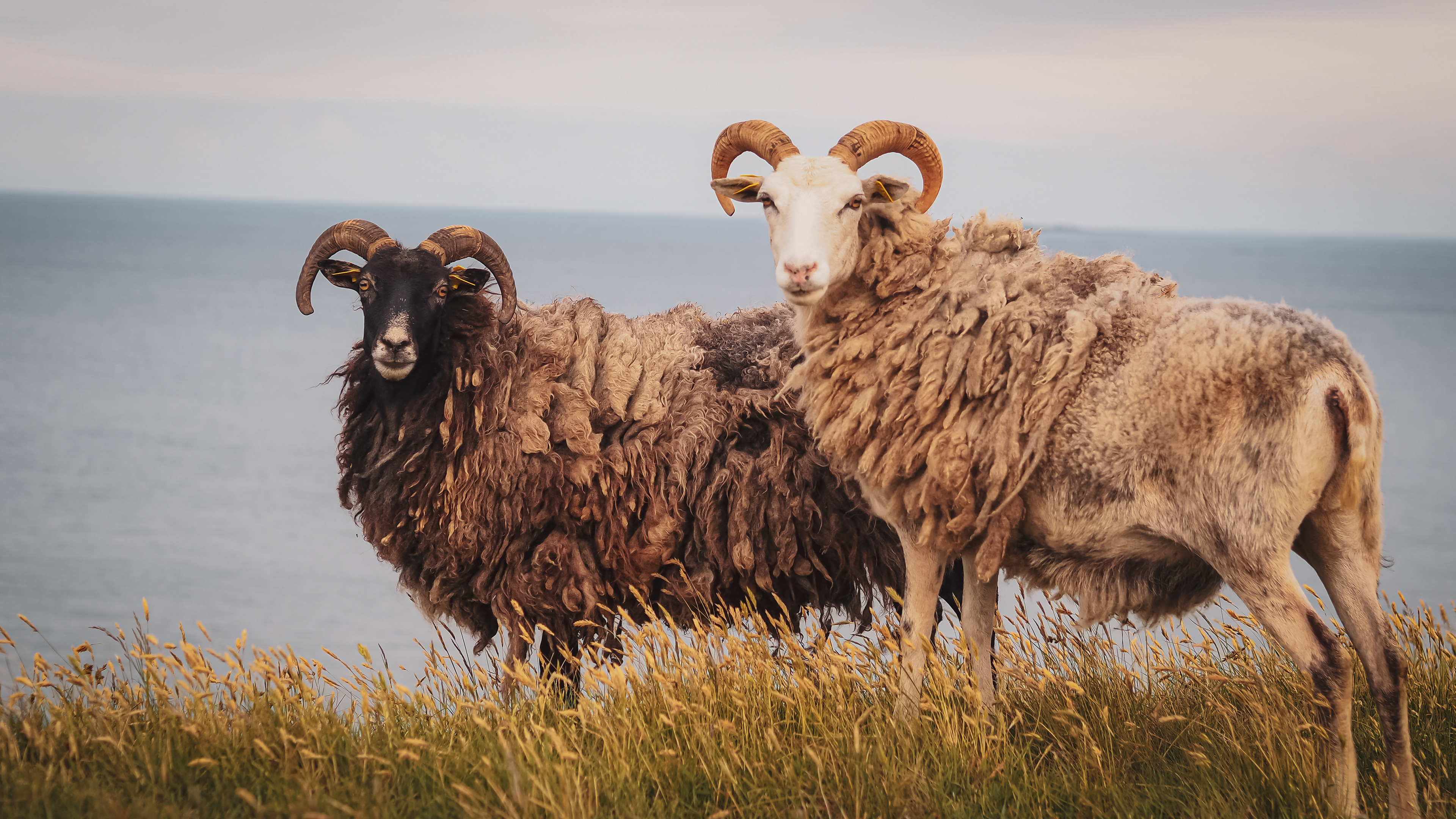 Samsø, Denmark (2025)