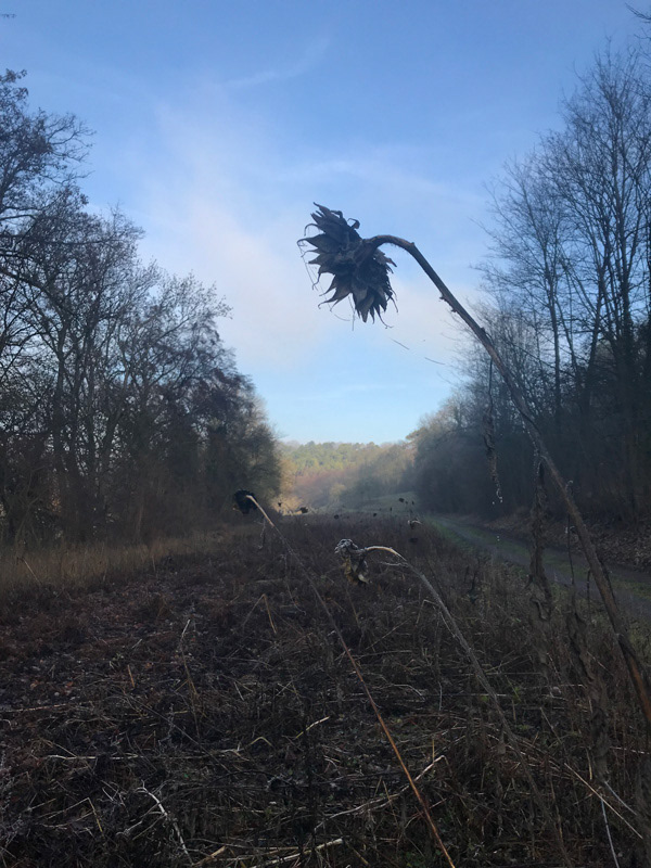 Roßwag Neuer Wald