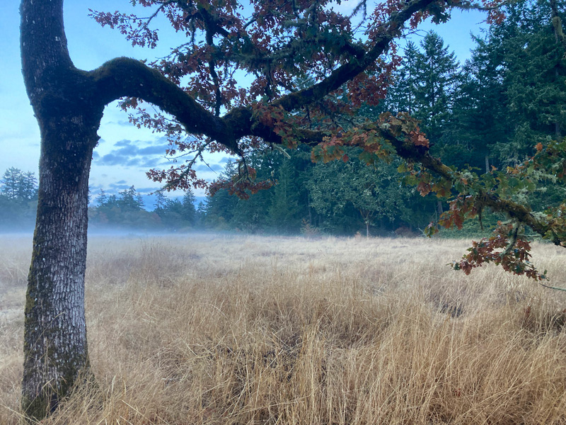 Late summer evening fog