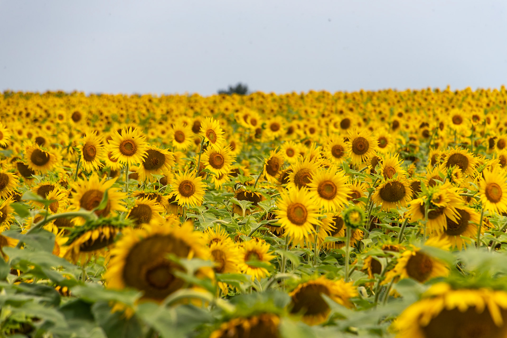 Girasol