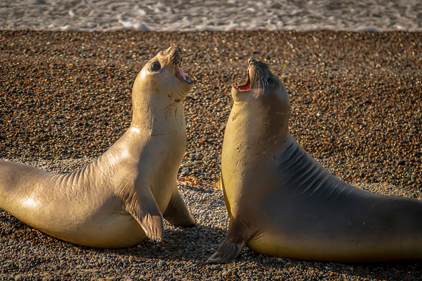 Punta Cantor, Chubut. Argentina