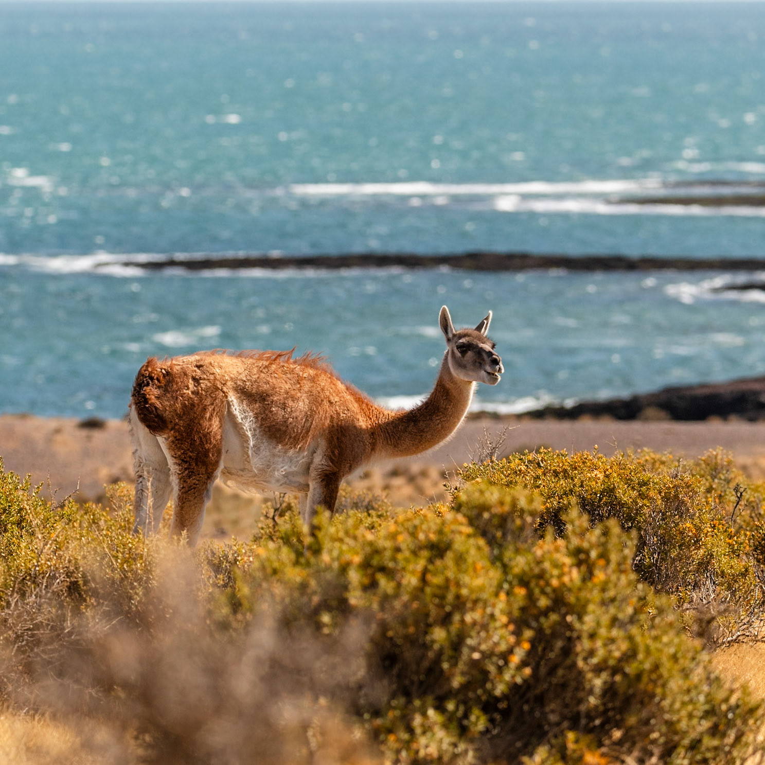 Cabo Dos Bahías, Chubut. Argentina