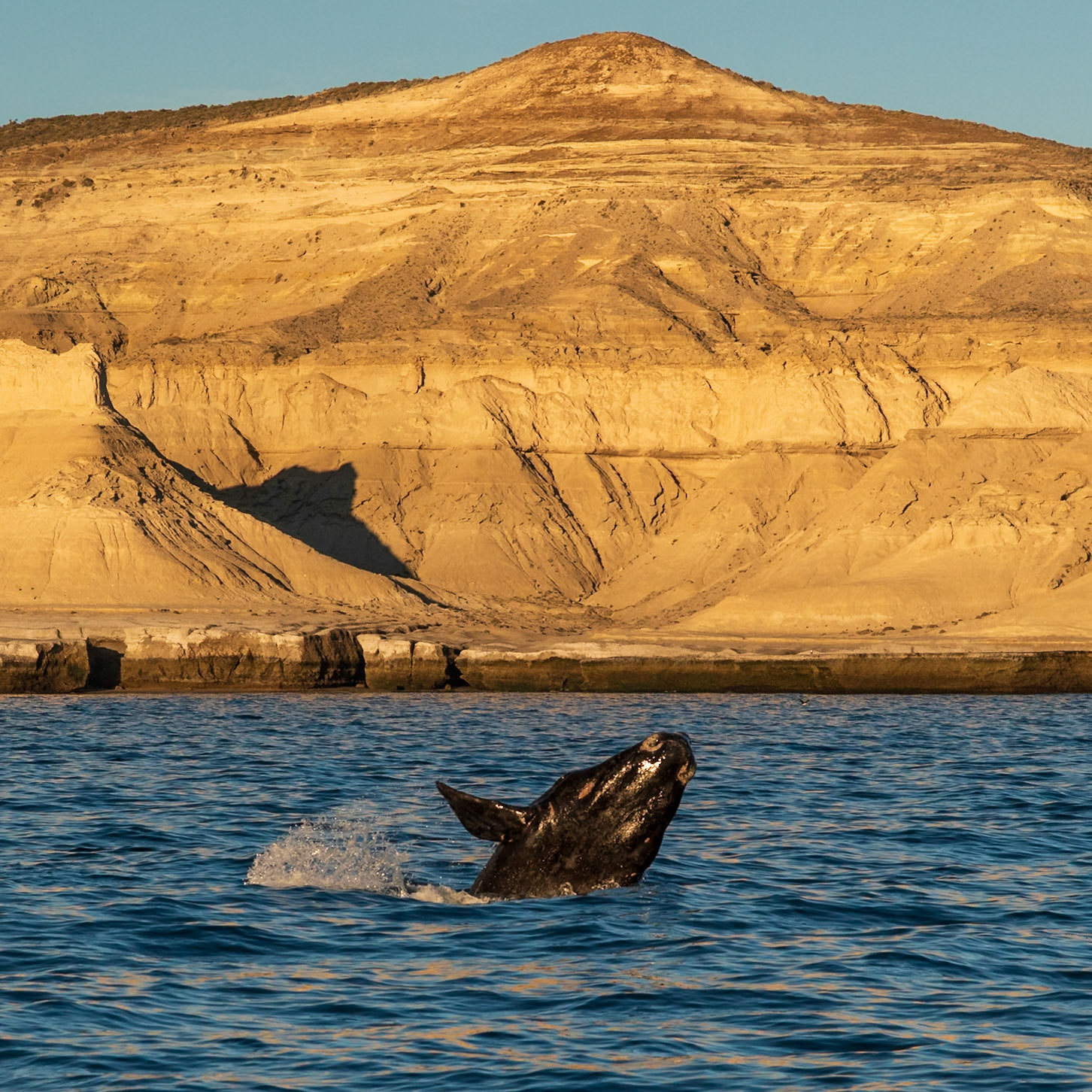 Puerto Pirámides, Chubut. Argentina