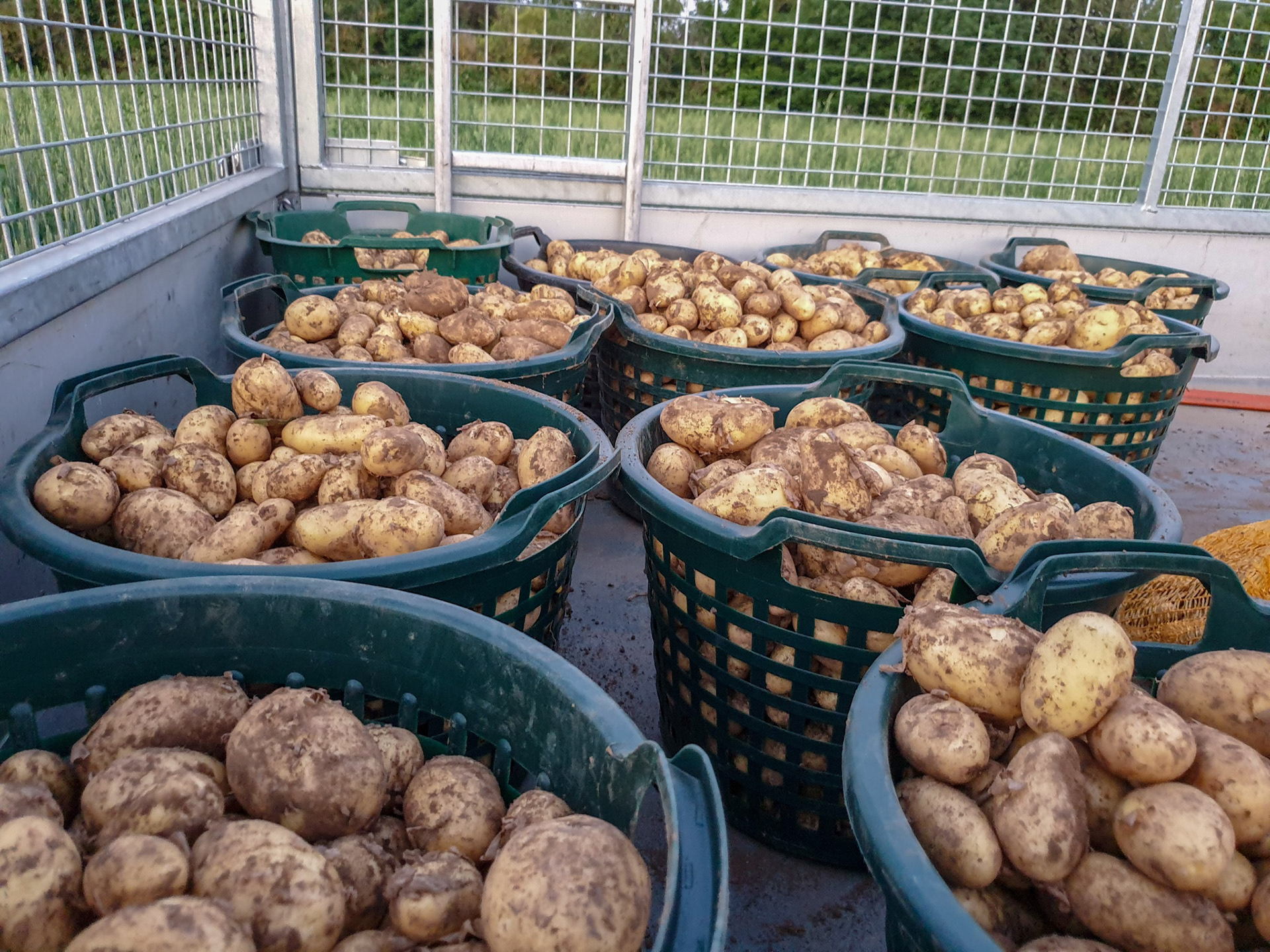 Frühkartoffeln