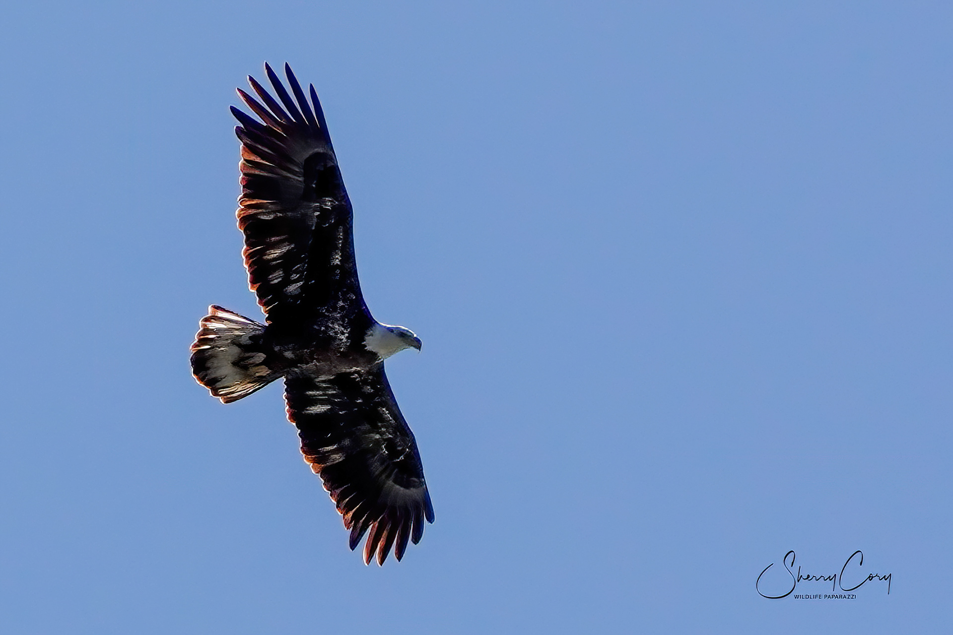 Bald Eagle (Haliaeetus leucocephalus)