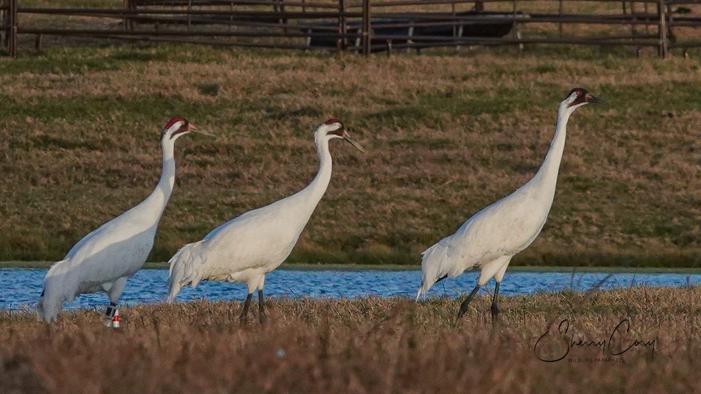 Whooping Cranes (Grus americana)