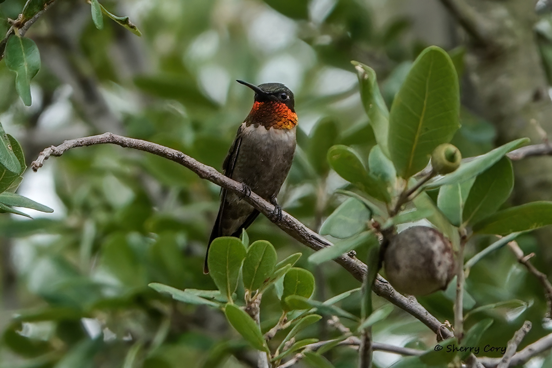 Ruby Throated Hummingbird (Archilochus colubris)