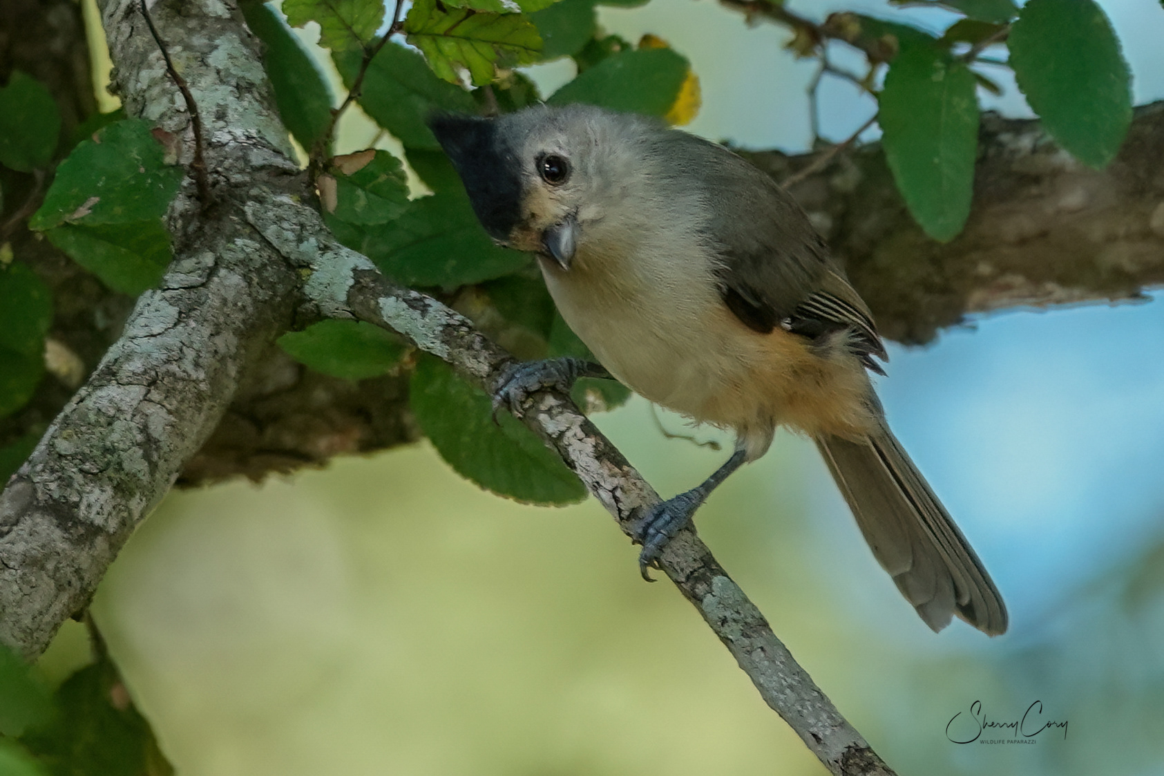 Titmouse 1/10