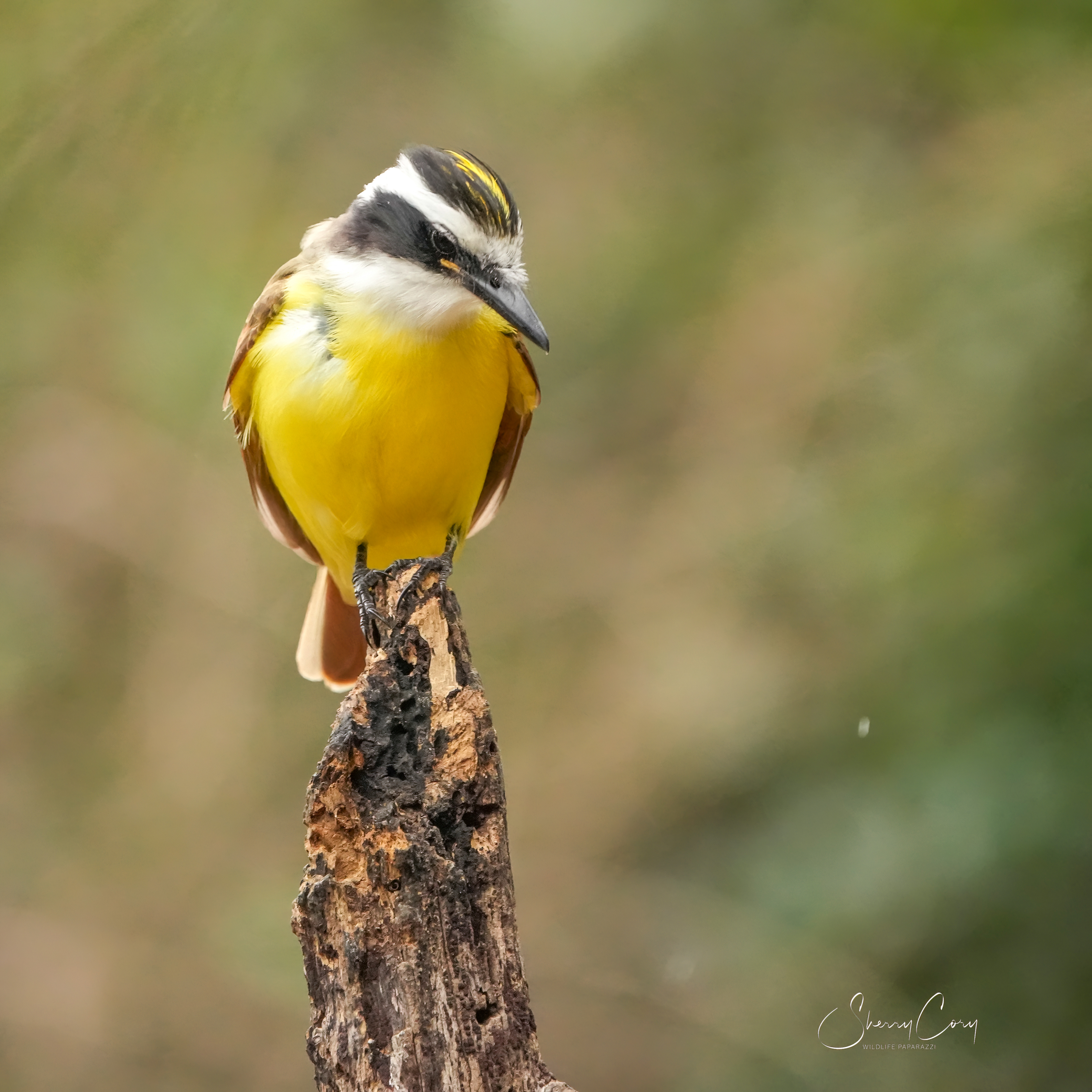 Great Kiskadee Pitangus sulphuratus)