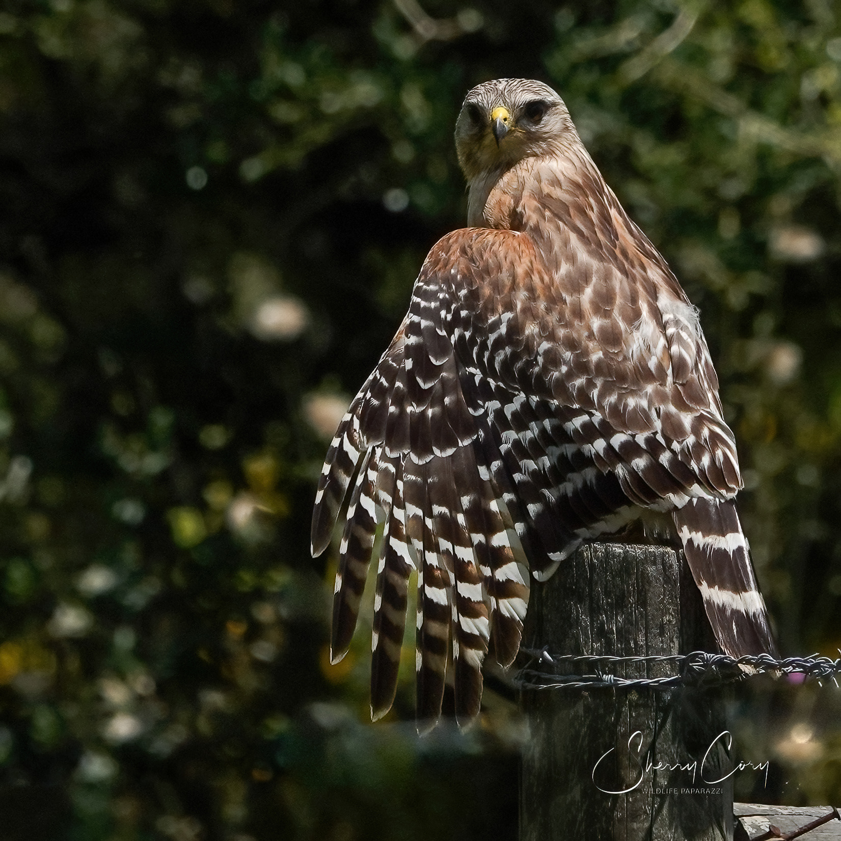 Red Shouldered Hawk stare