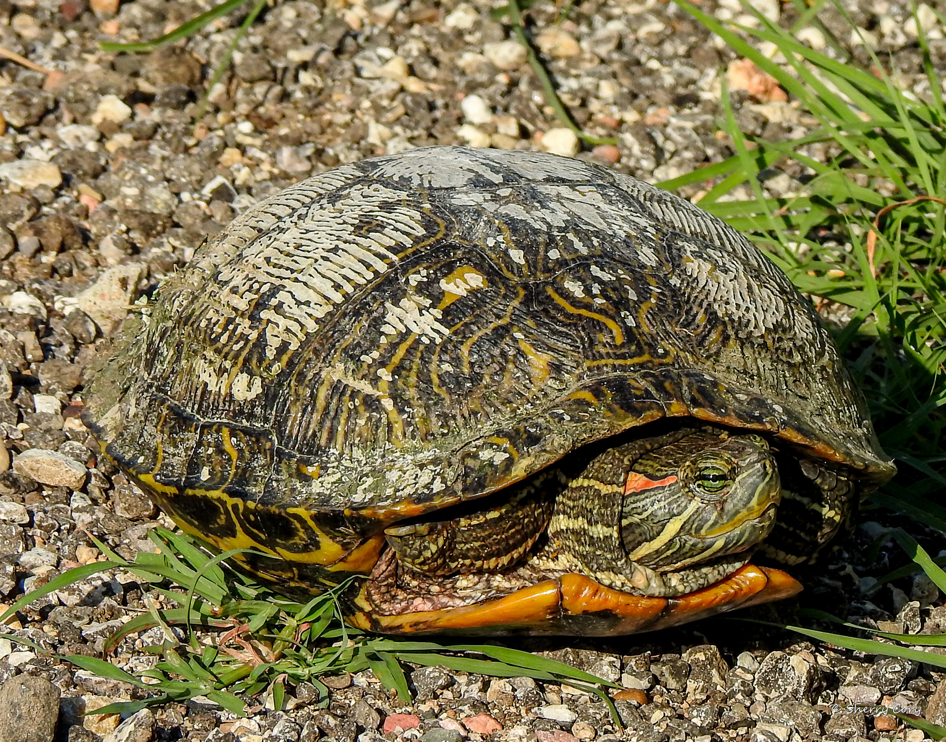 Red Eared Slider