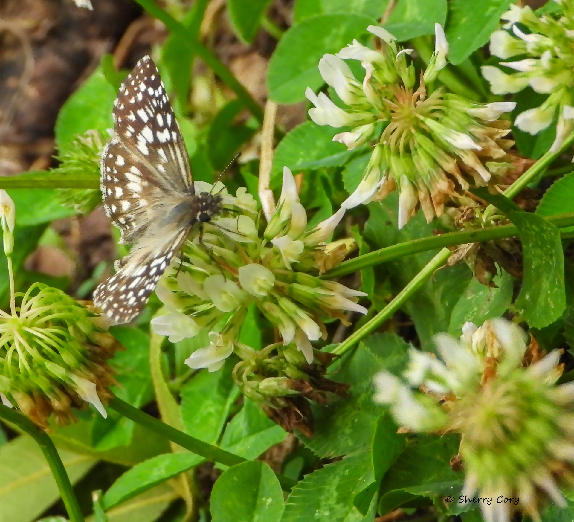 Tropical Checkered Skipper