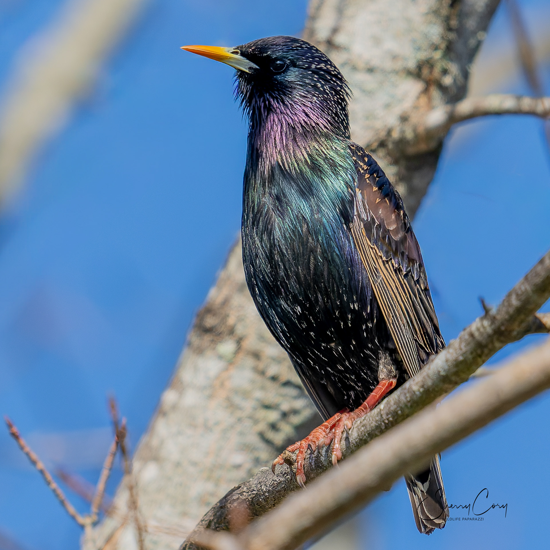 European Starling