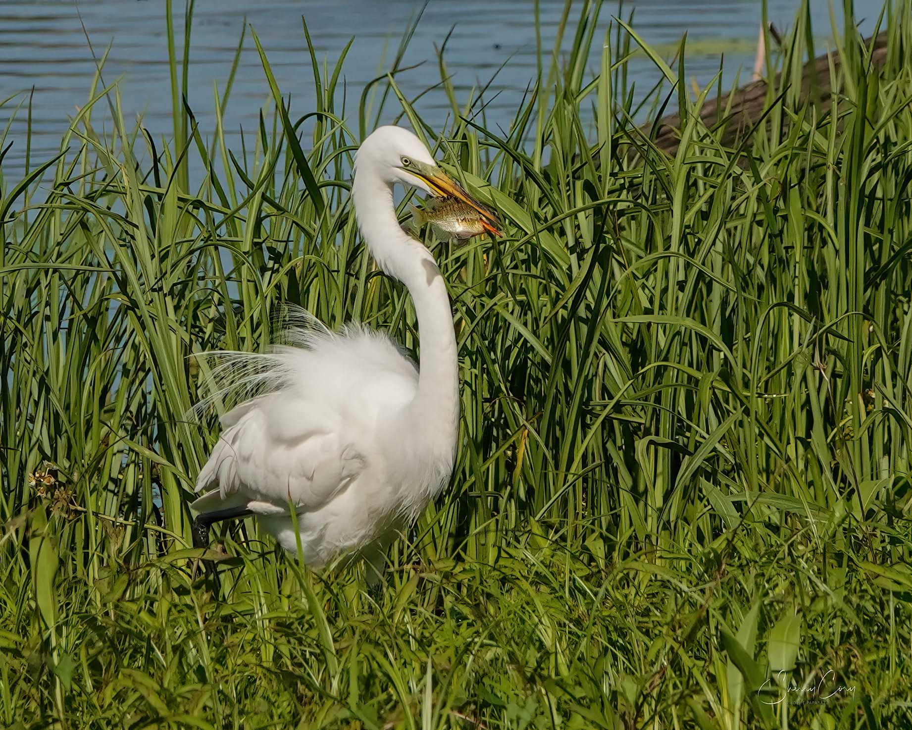 Great Egret (Ardea alba)