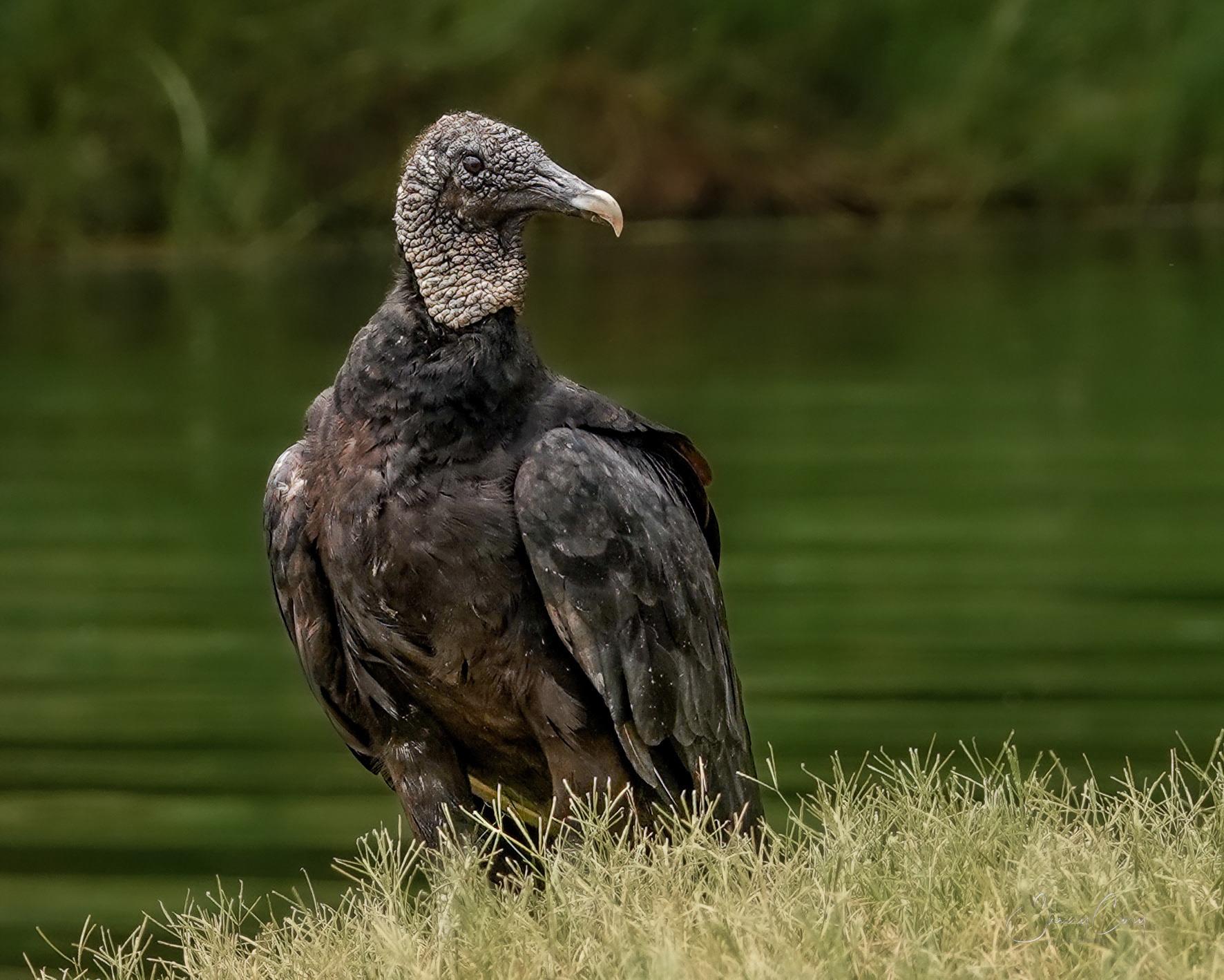 Black Vulture  (Coragyps atratus) 