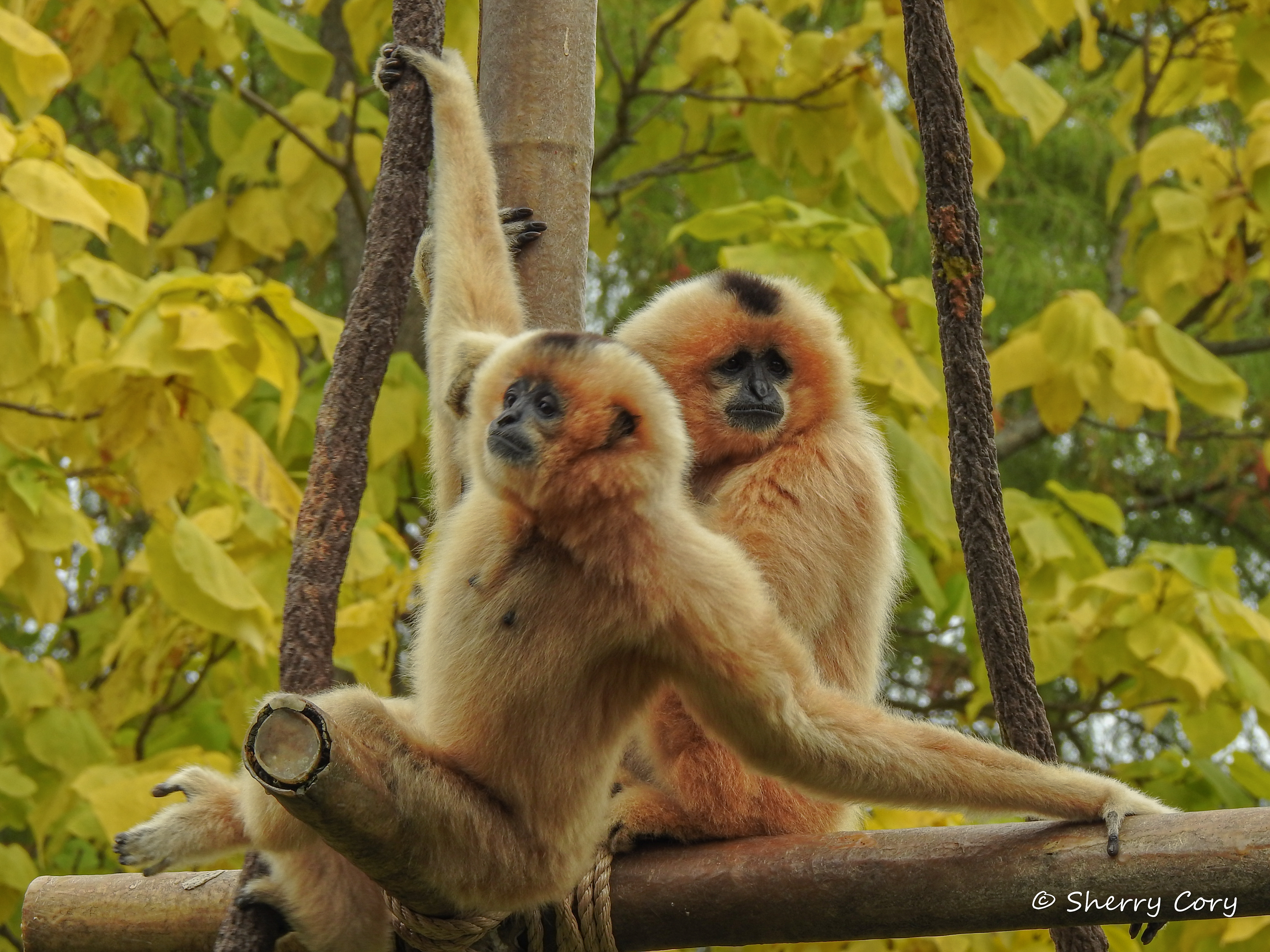 Gibbons