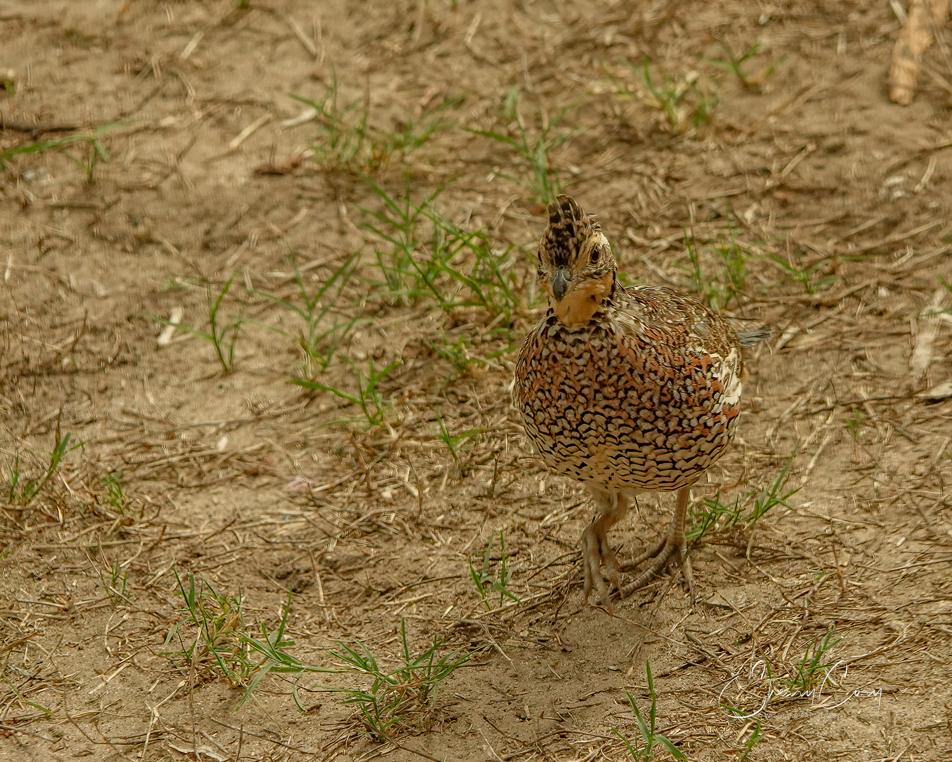 Northern Bobwhite (Colinus virgianianus)