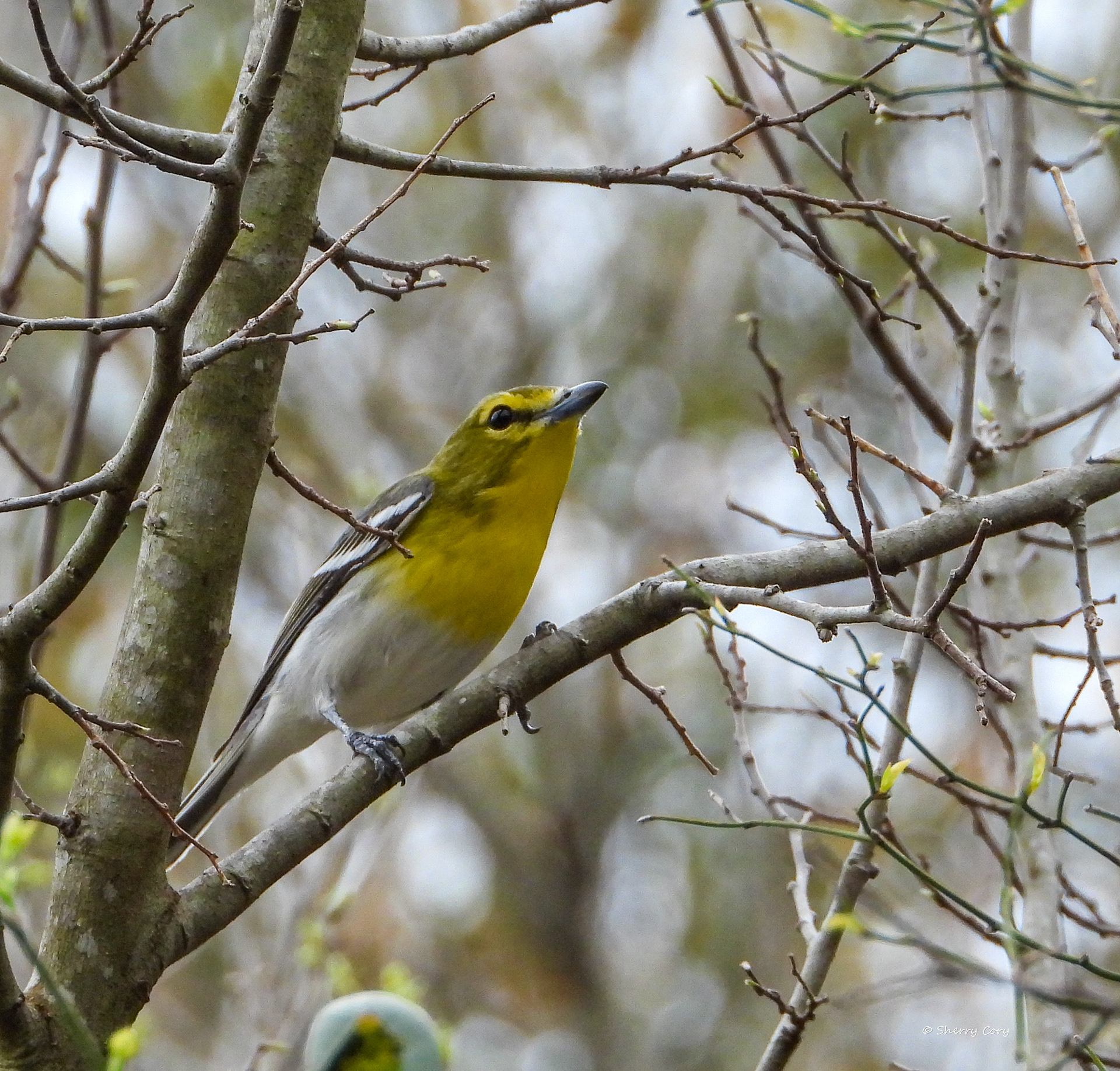 Yellow Throated Vireo (Vireo flavifrons)