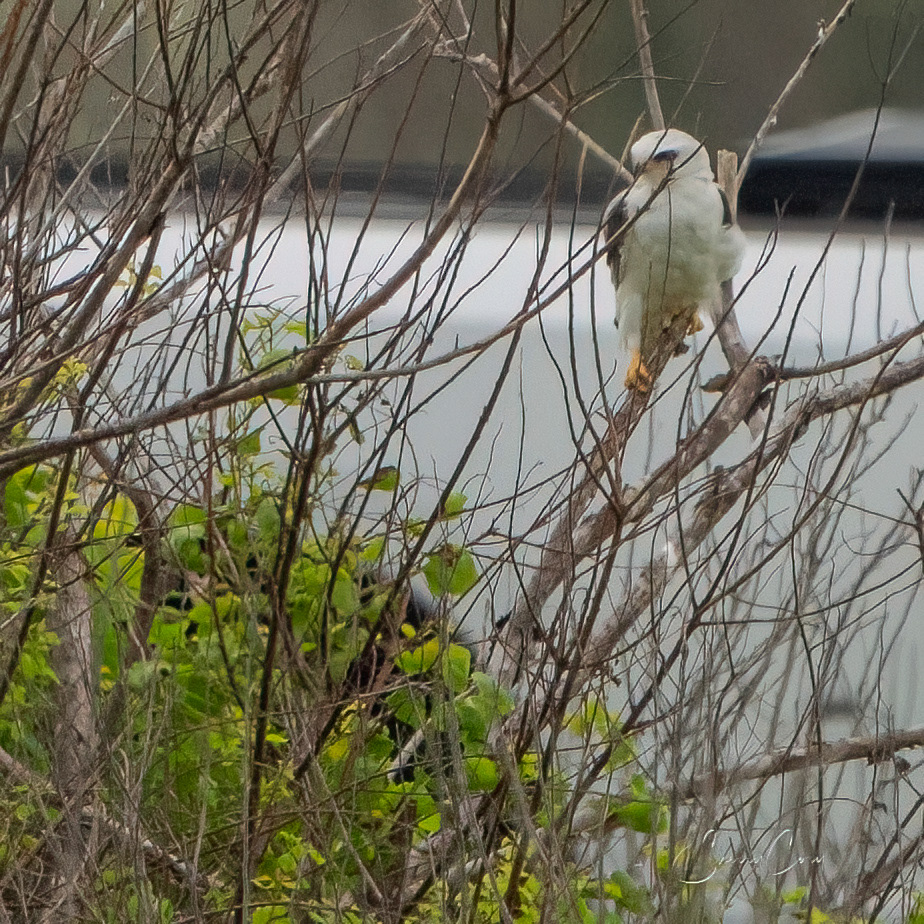 White Tailed Kite