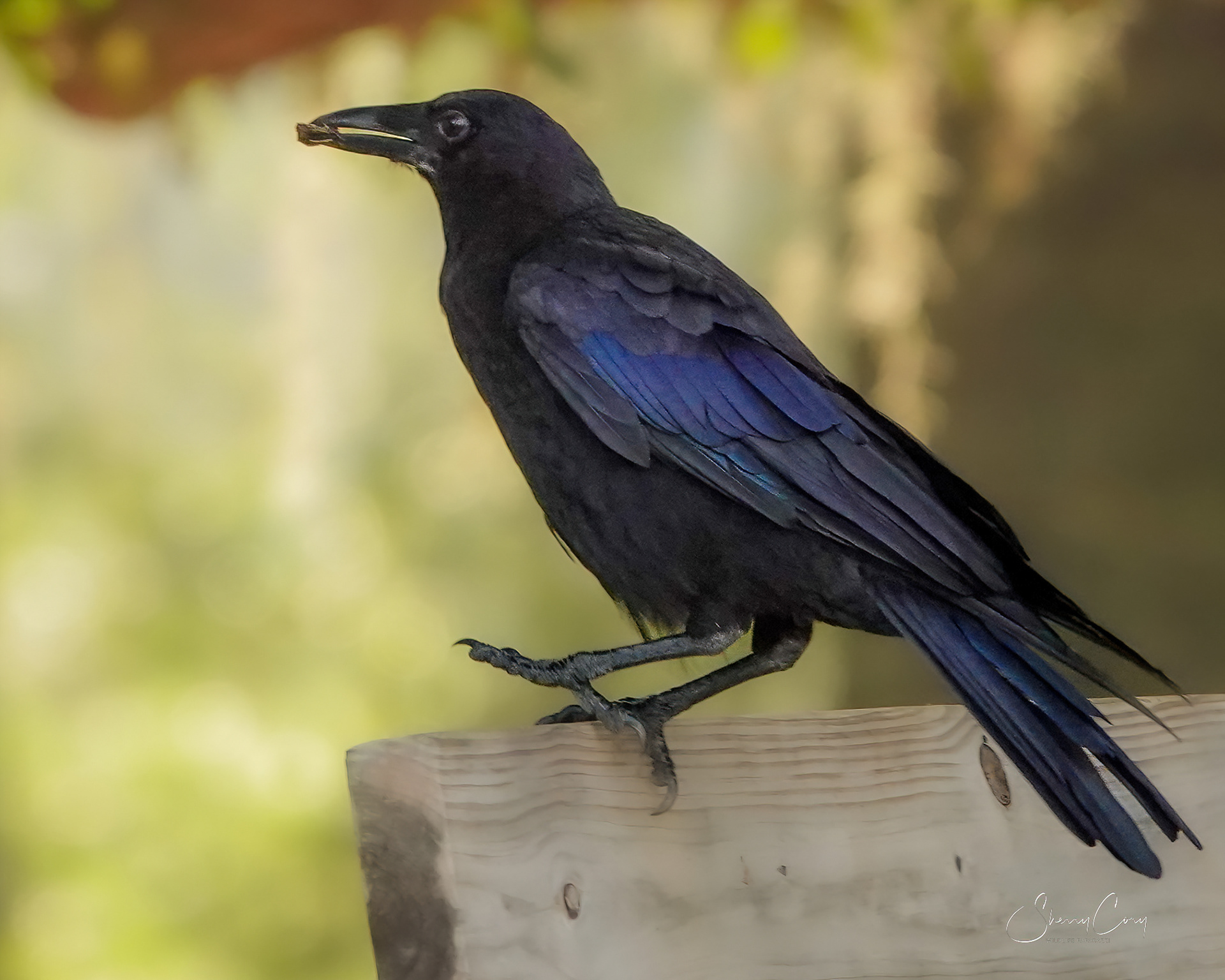 American Crow (Corvus brachyrhynchos)