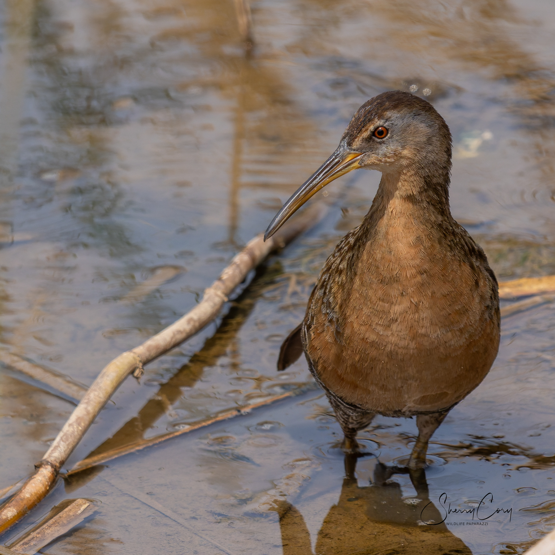 King Rail (Rallus elegans)