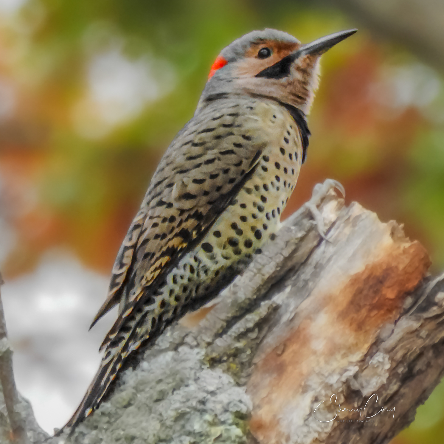 Red Shafter Northern Flicker (Colaptes auratus)