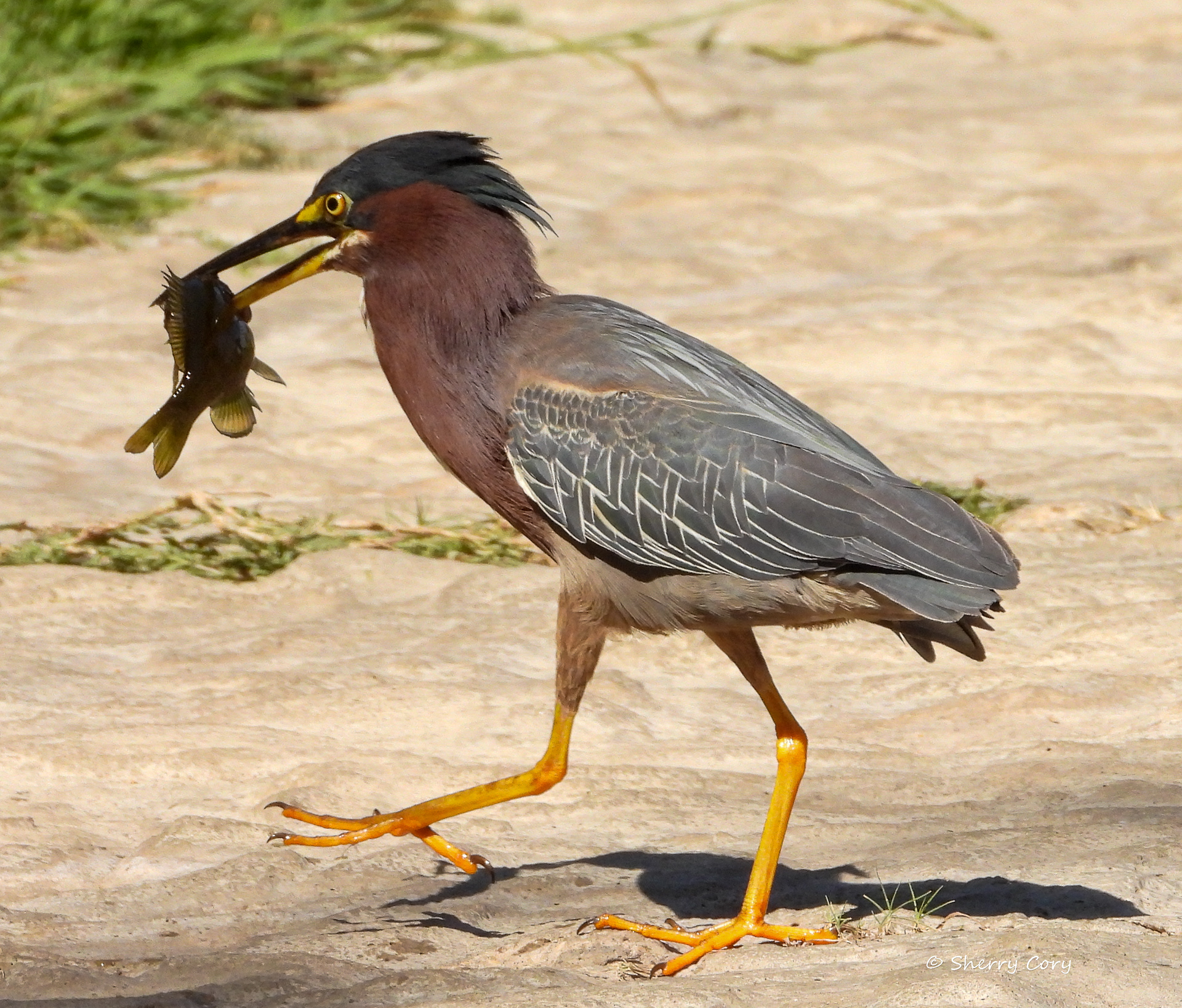 Green Heron (Butorides virescens)