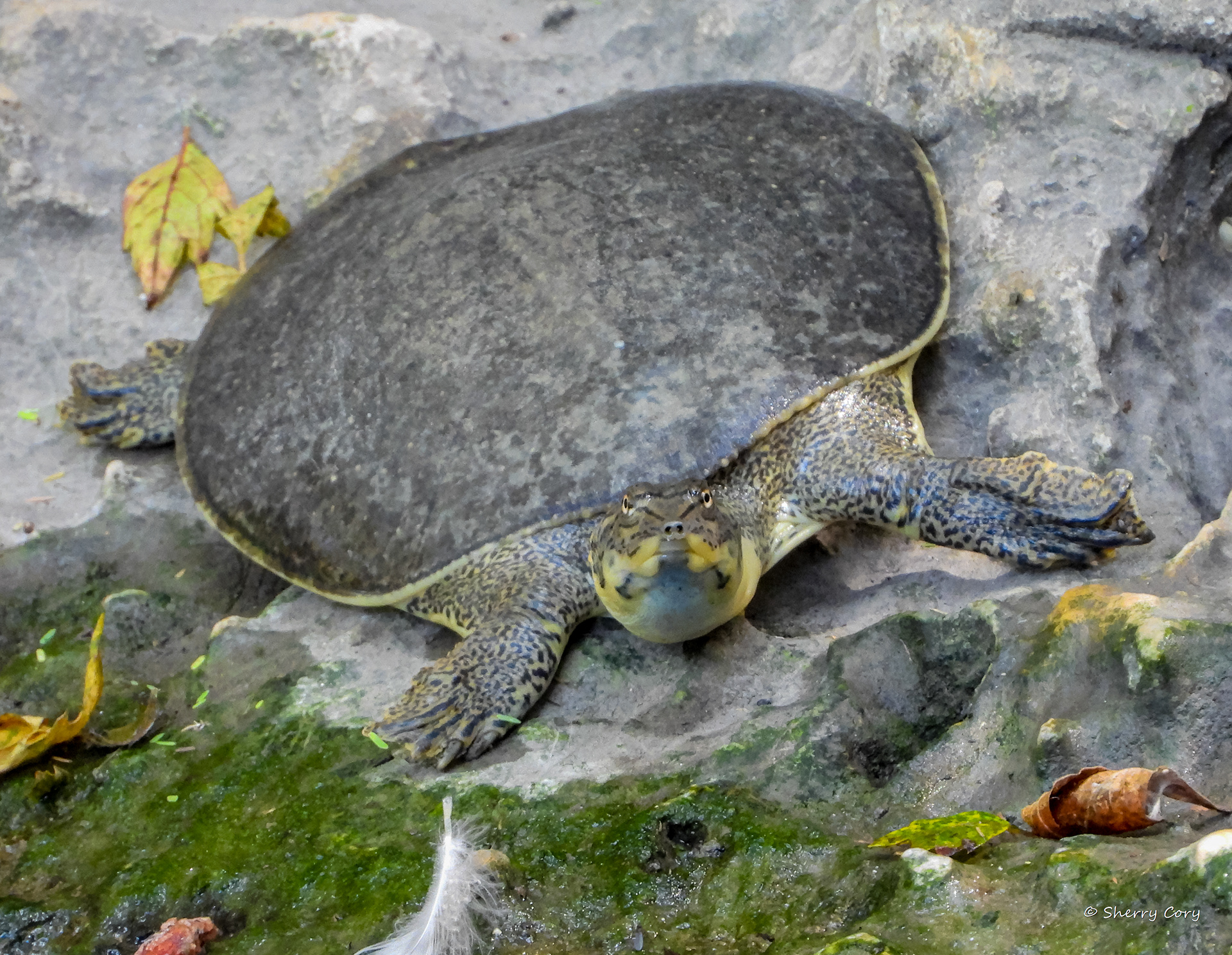 Spiny Softshell Turtle