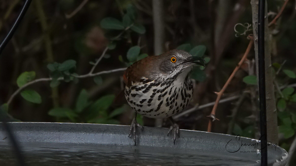 Long Billed Thrasher (Toxostoma longirostre)